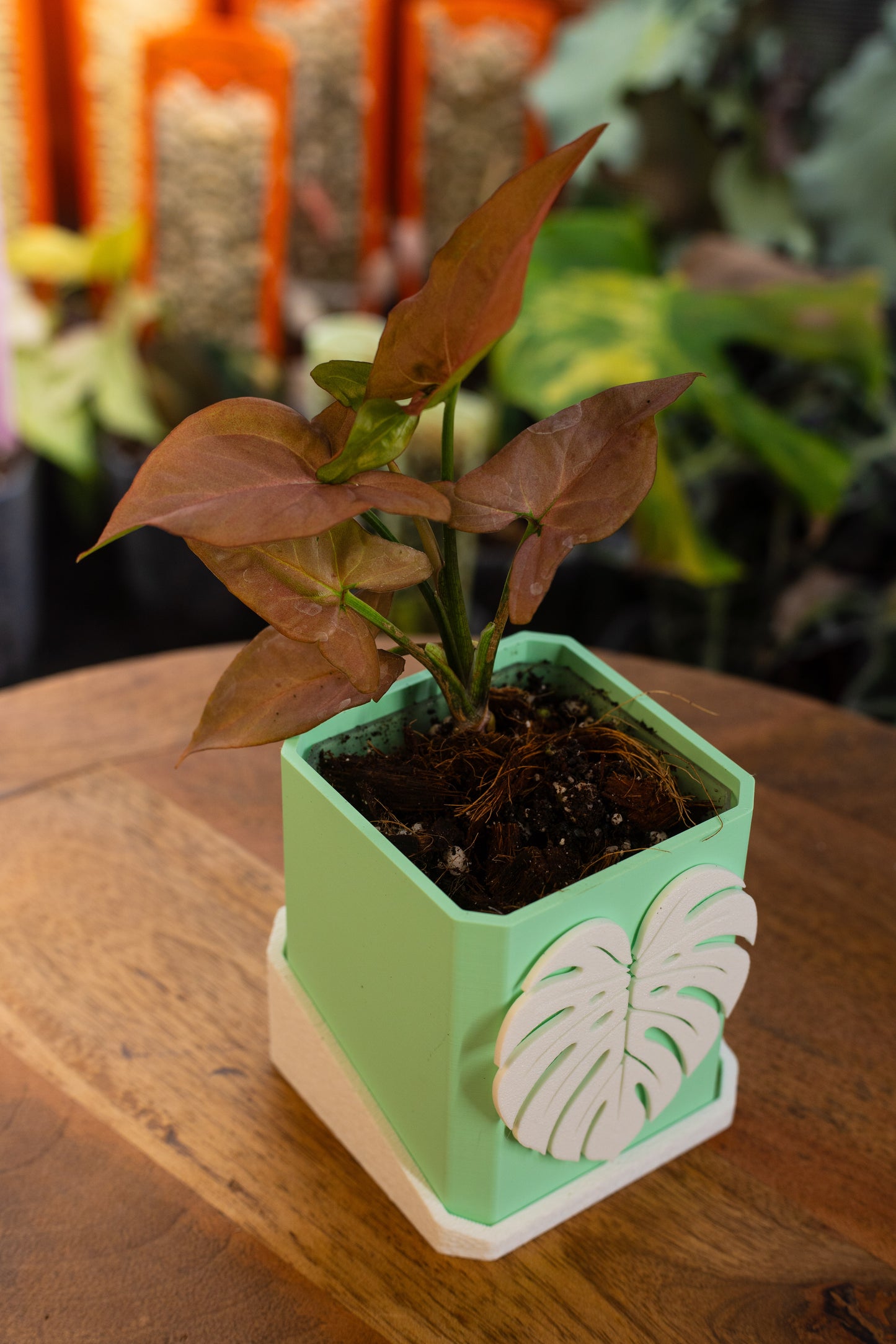 Syngonium Red Spot Tricolor