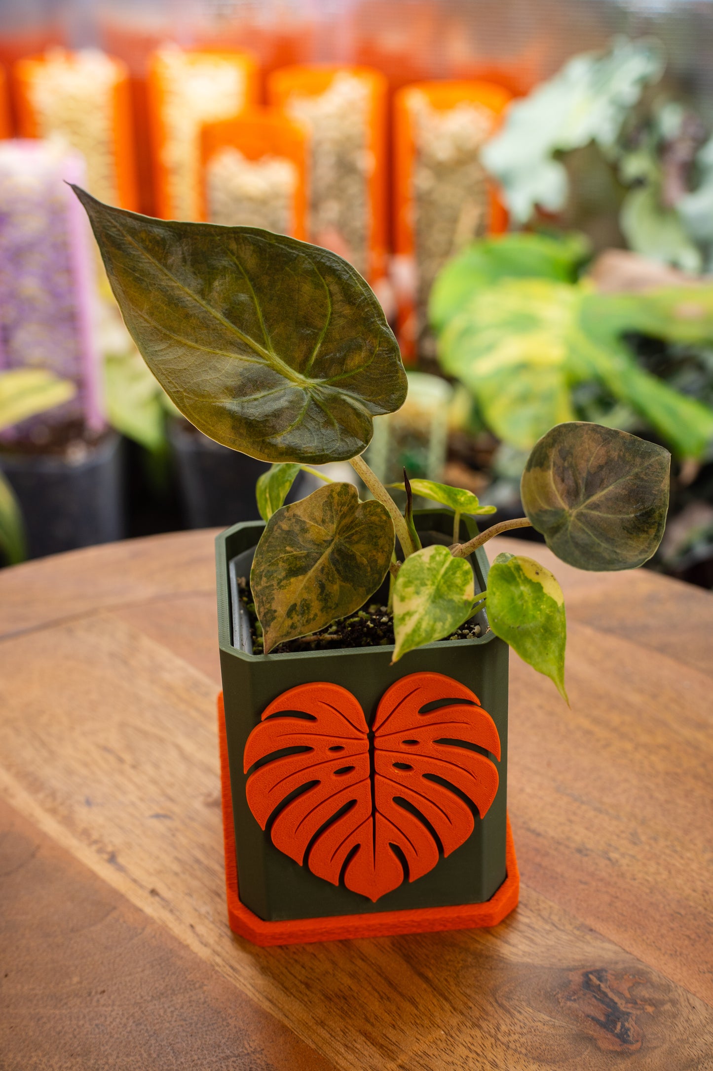 Alocasia Wentii Sunset Aurea Variegata