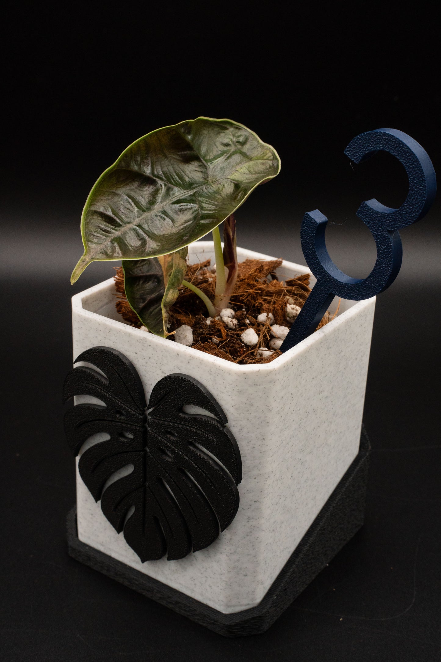 Alocasia Azlanii Aurea Variegata
