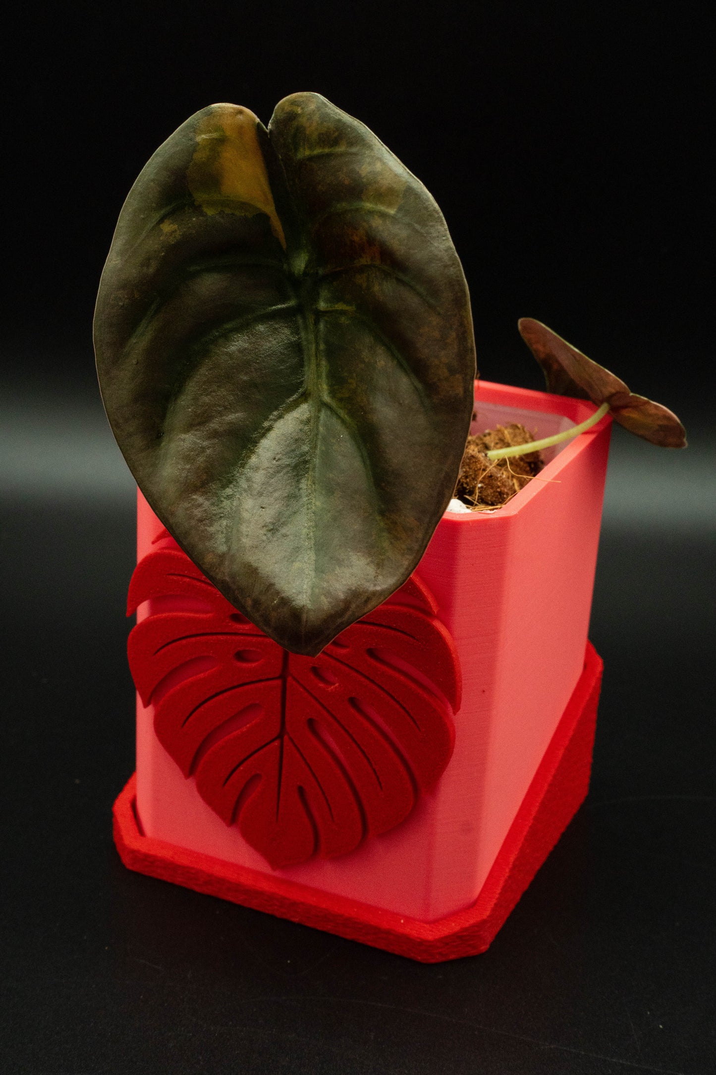 Alocasia Cuprea Latte Variegata