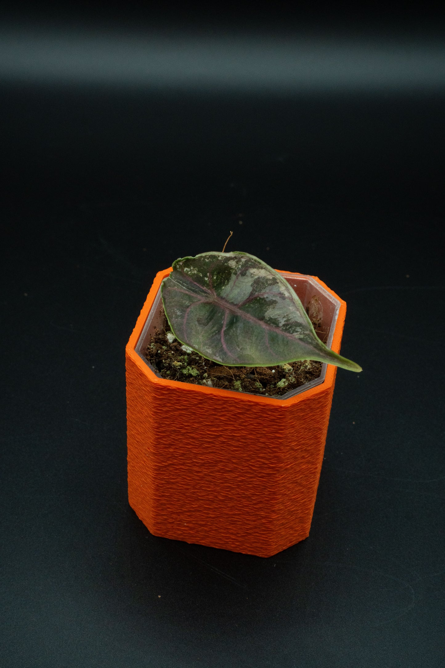 Alocasia Azlanii Albo/ Pink Variegata Babypflanze aus Rhizom