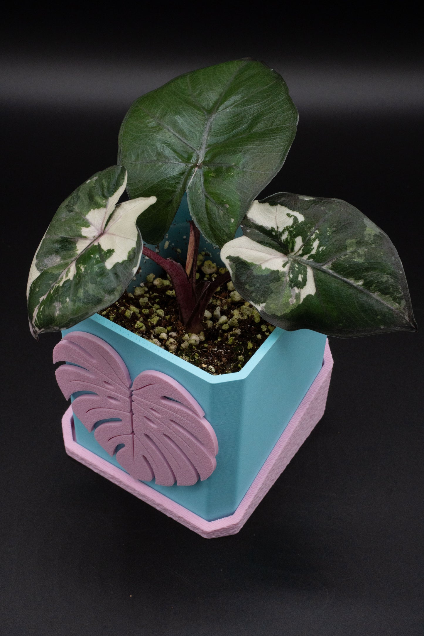 Alocasia Yucatan Princess Pink Variegata