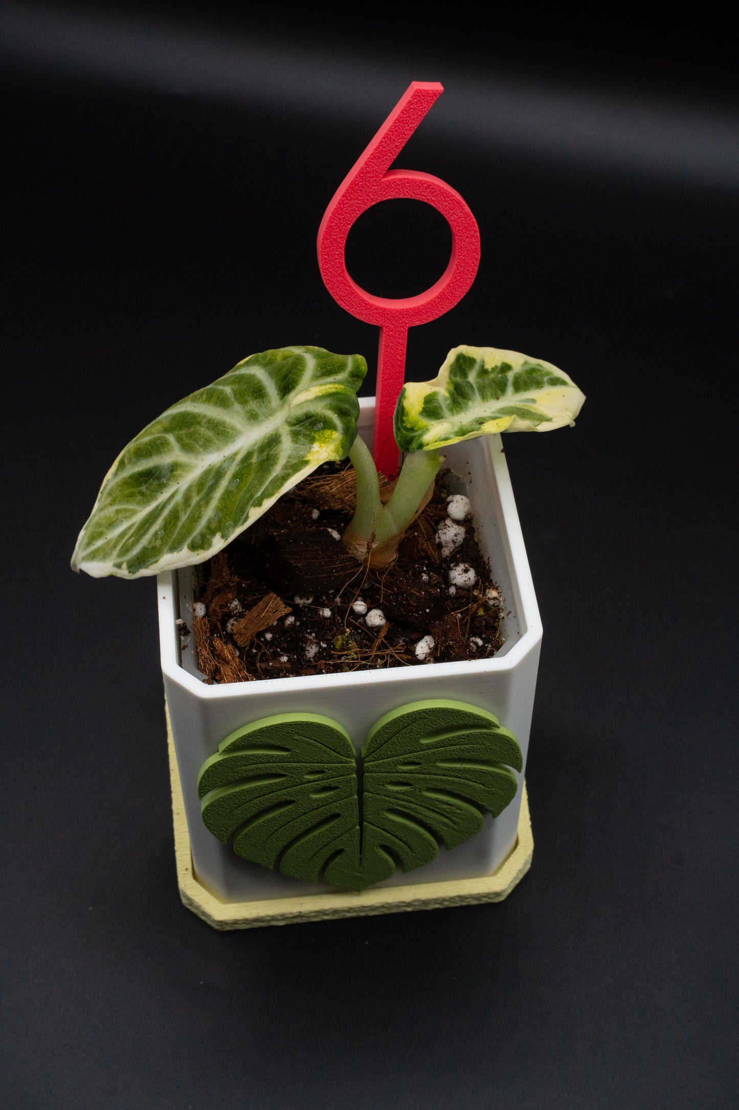 Alocasia Ninja Albo Variegata