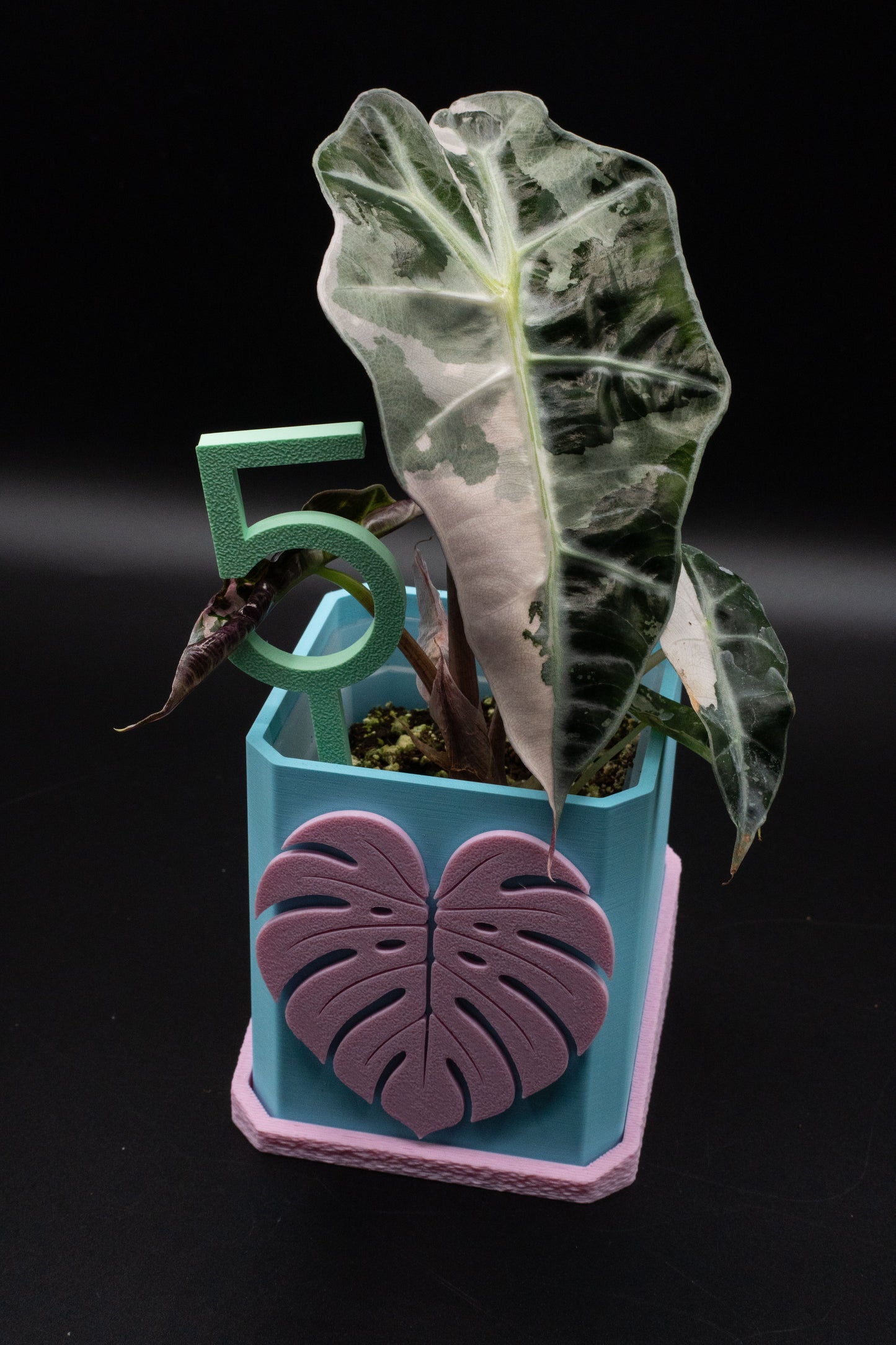 Alocasia Polly Snowflake Pink Variegata M