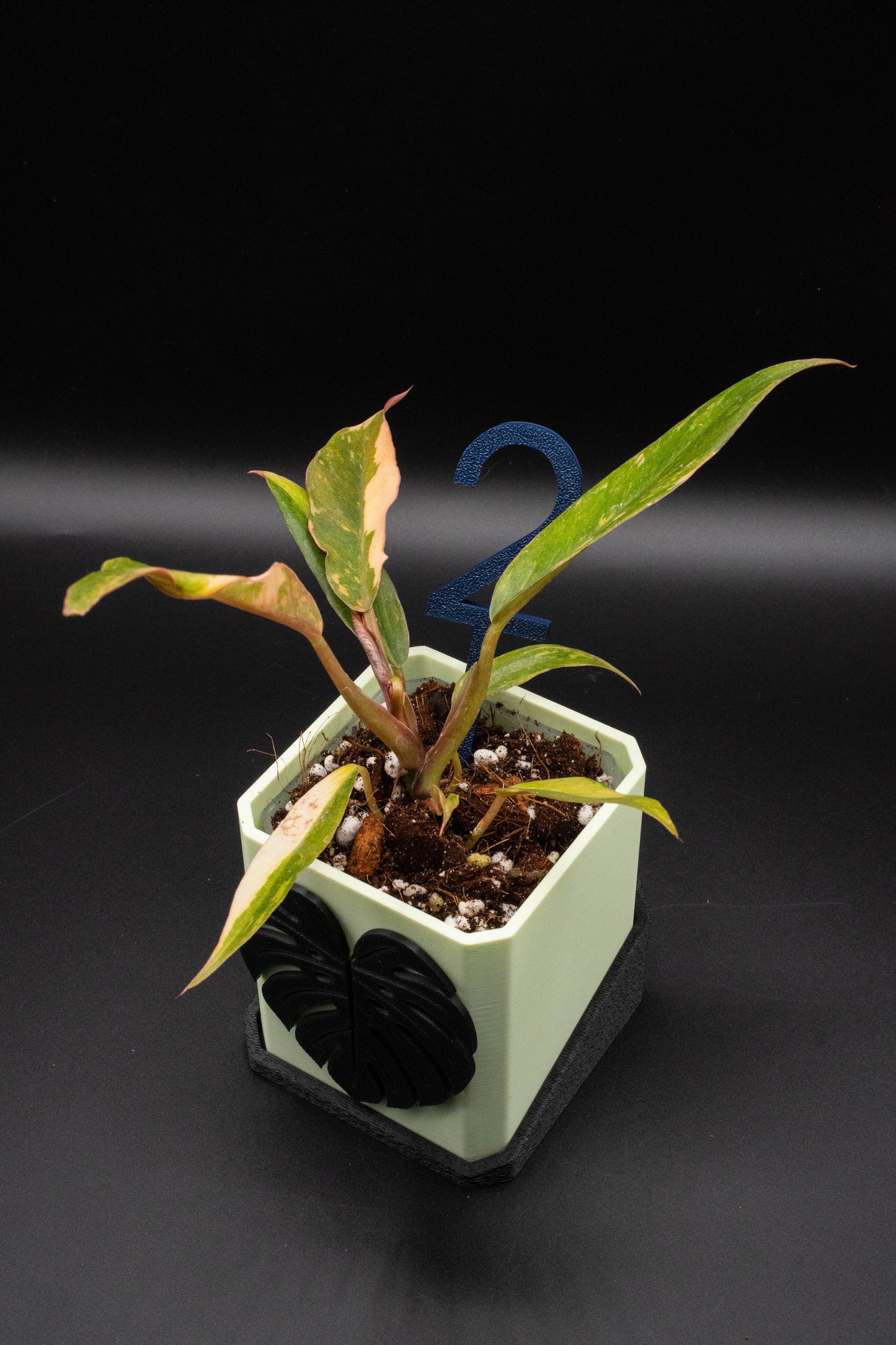 Philodendron Caramel Marble Fire Tiger Variegata