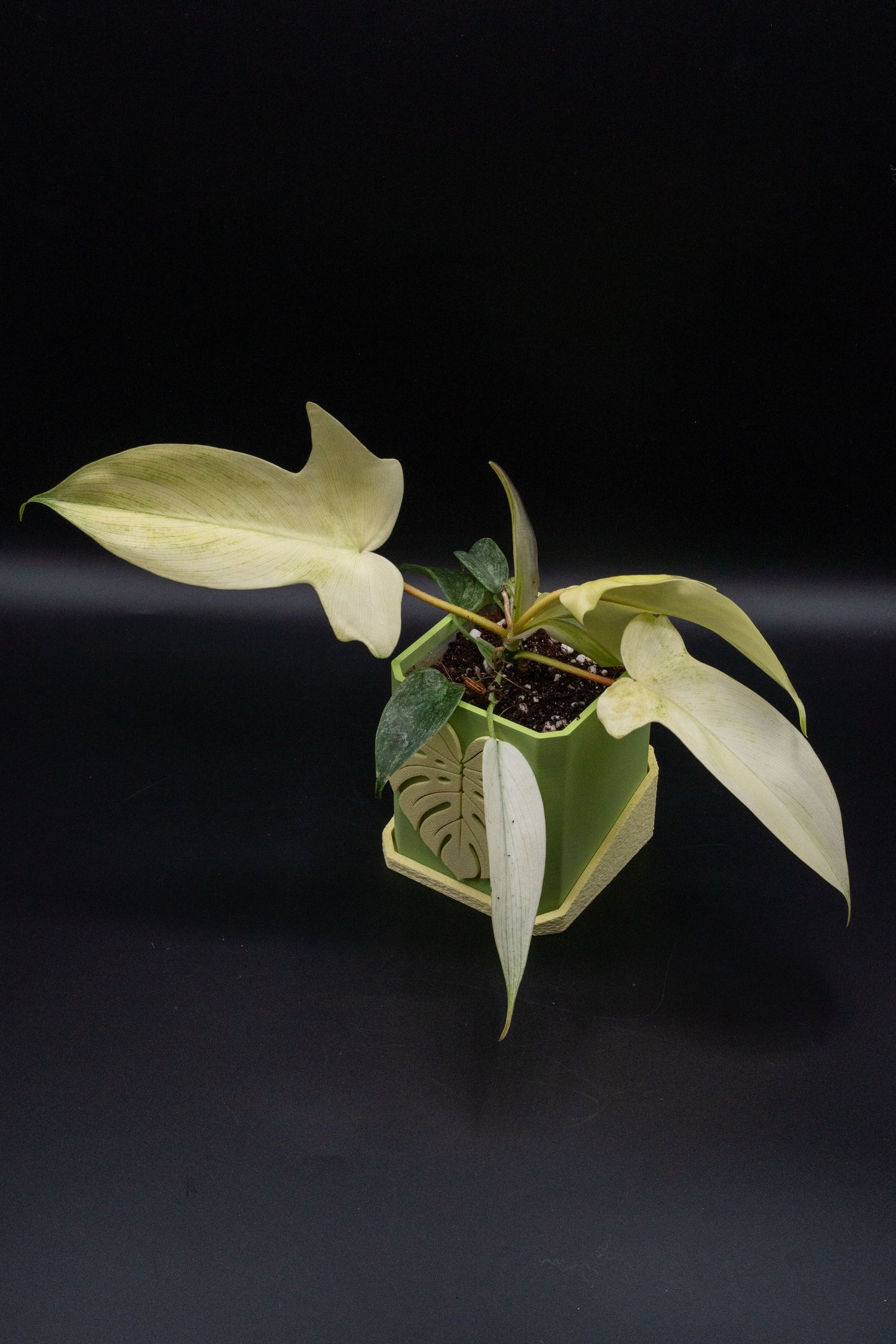Philodendron Florida Ghost Variegata
