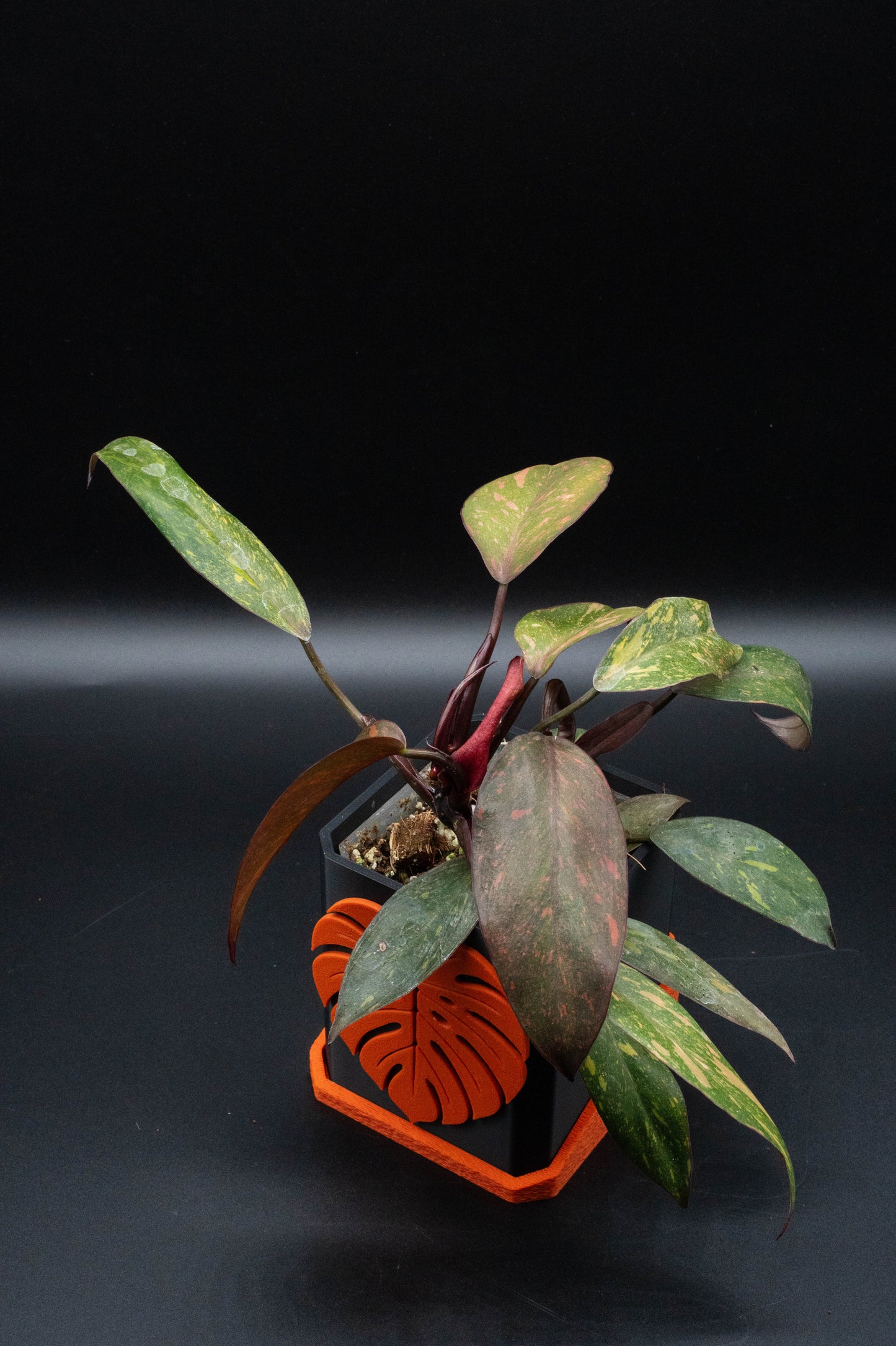 Philodendron Orange Princess Variegata