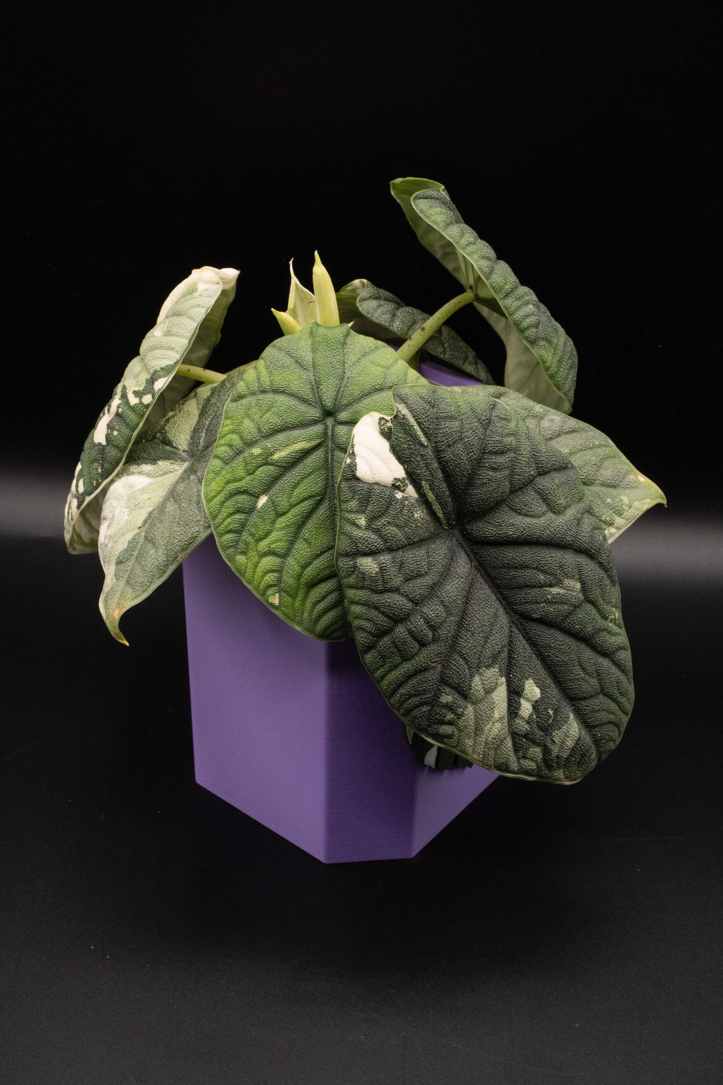 Alocasia Melo Albo Variegata Mutterpflanze