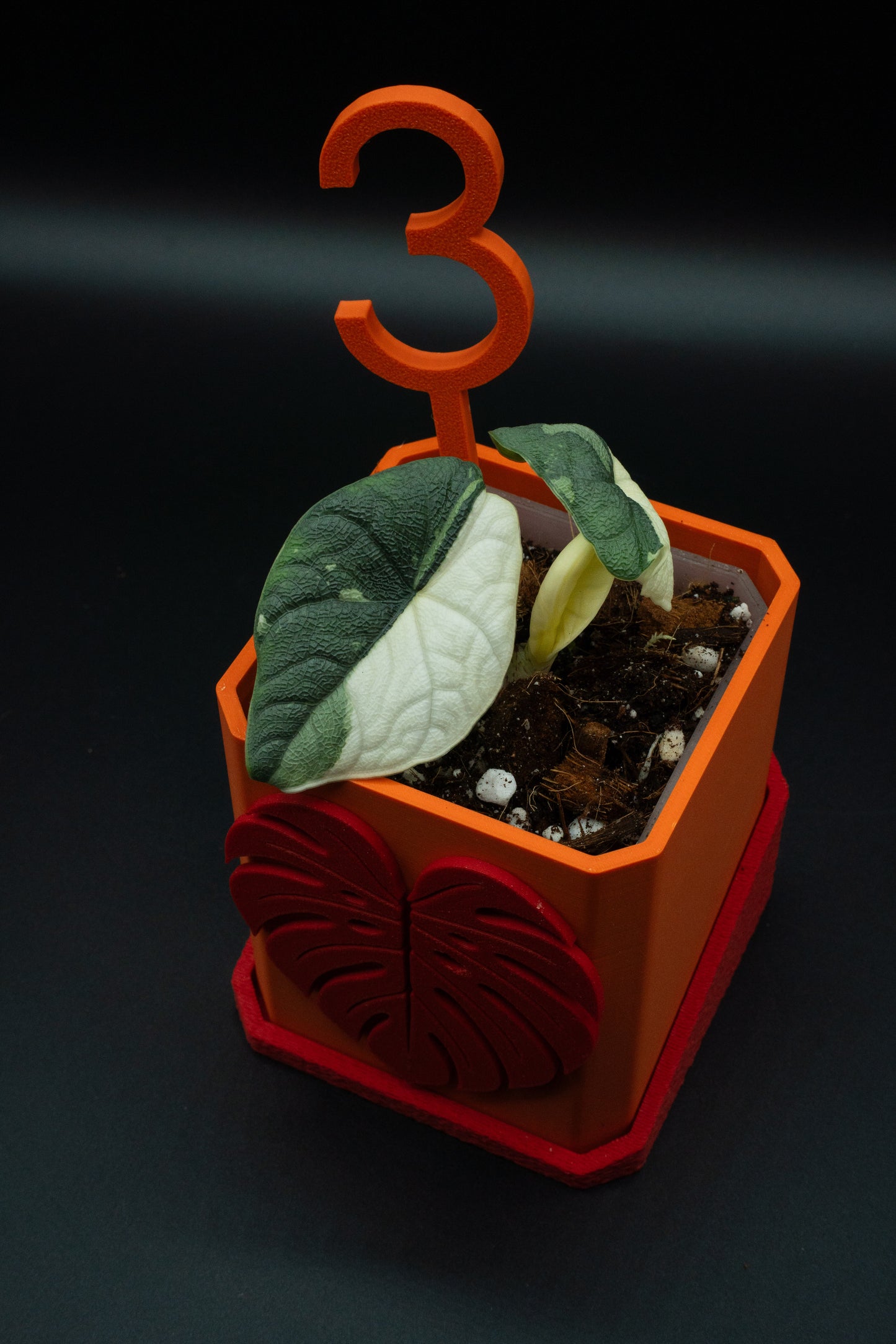 Alocasia Melo Albo Variegata