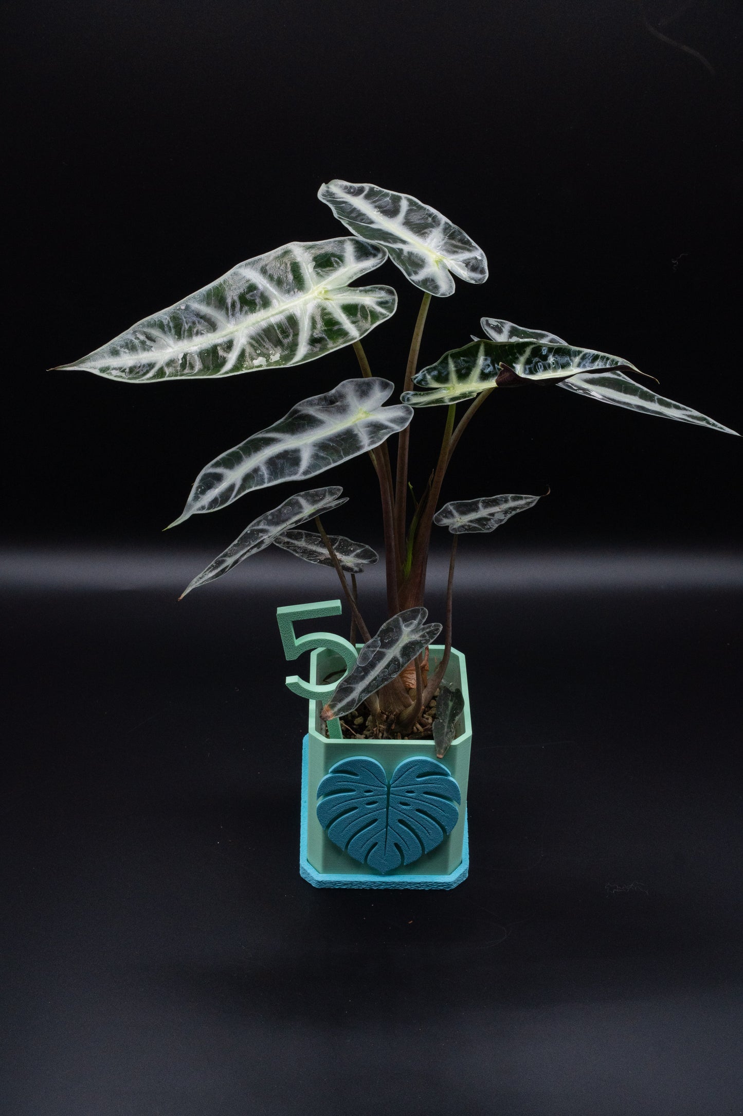 Alocasia Bambino Pink Variegata