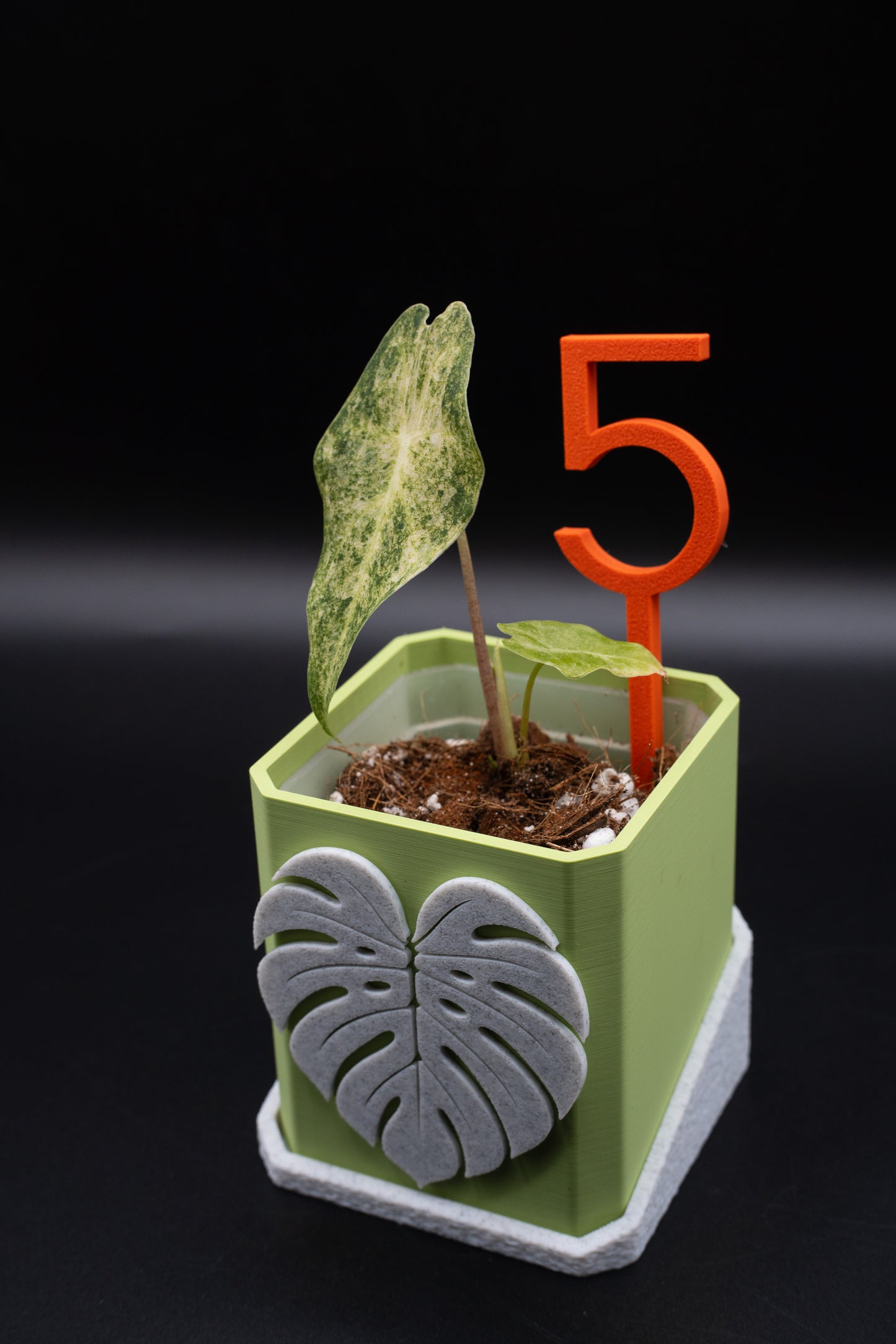 Alocasia Black Satun Stardust Variegata