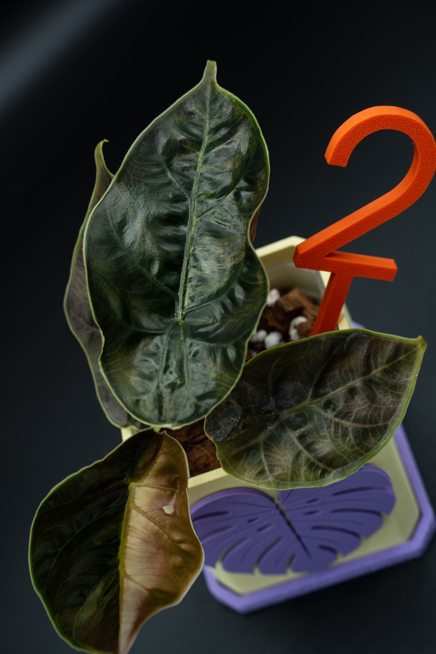 Alocasia Azlanii Aurea Variegata #2