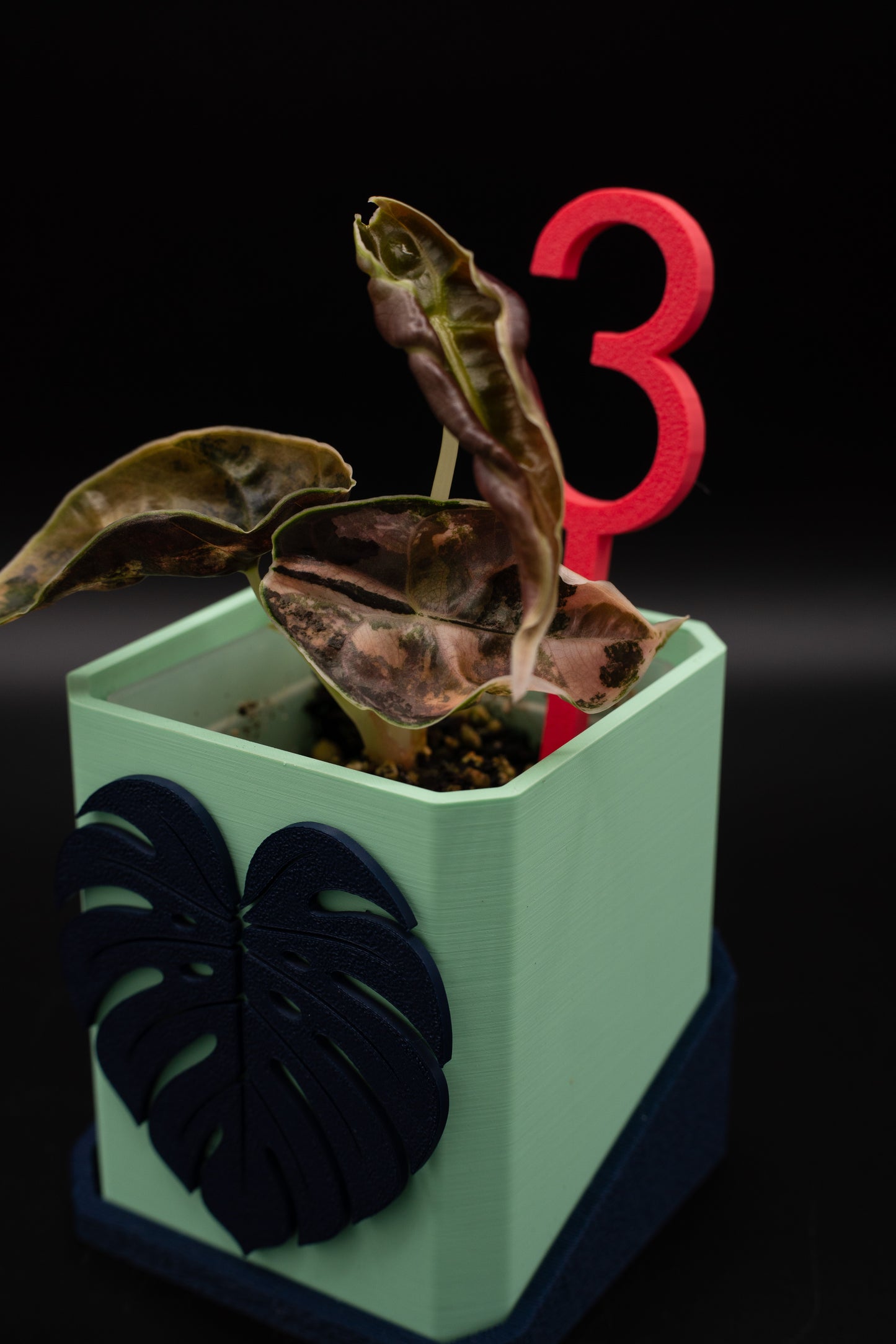 Alocasia Azlanii Aurea Variegata #3