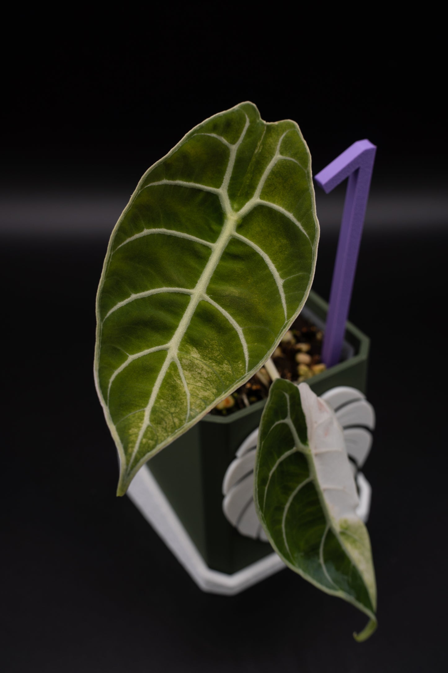 Alocasia Watsoniana Doff Variegata #1