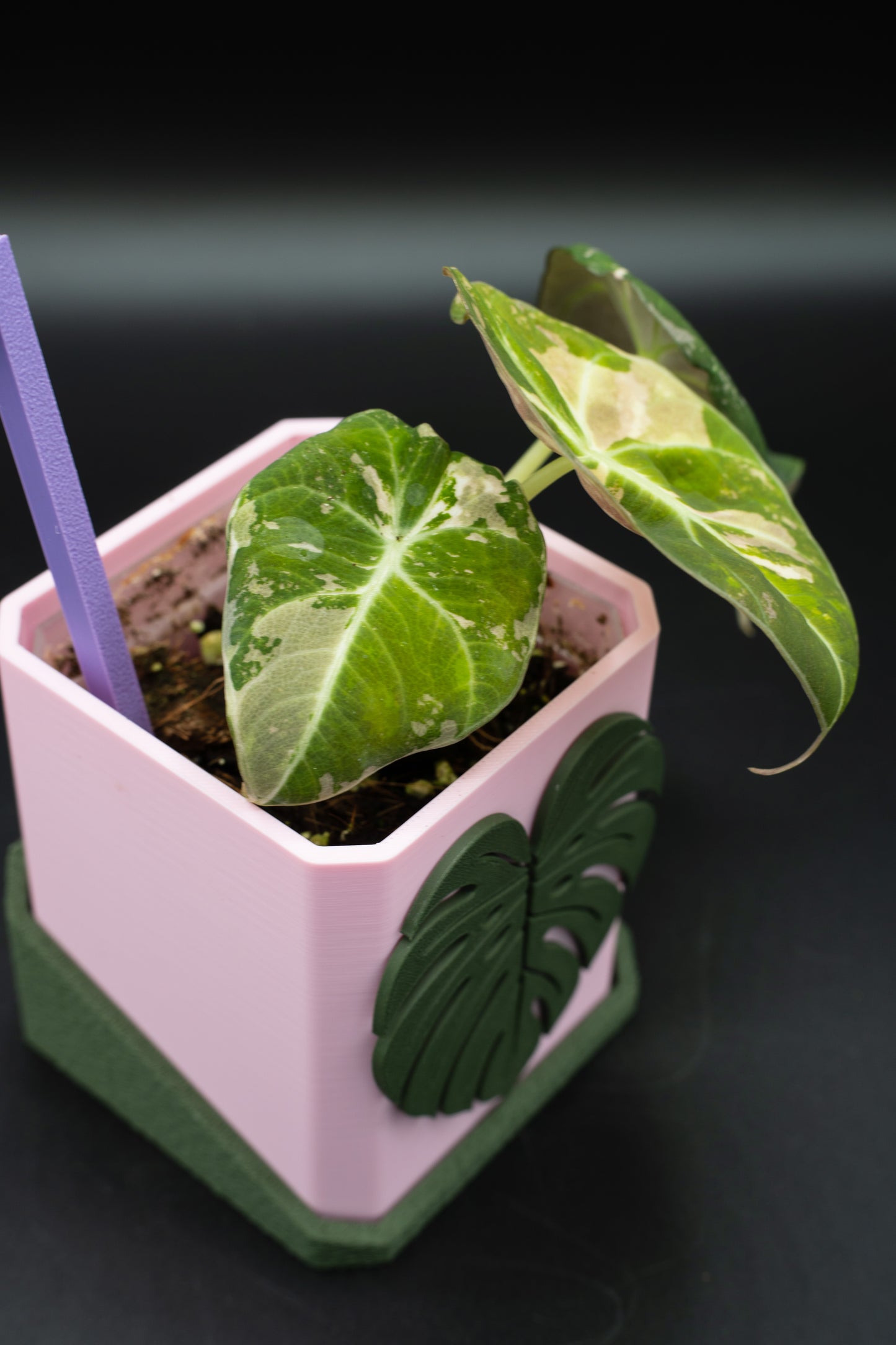 Alocasia Black Velvet Pink Variegata #1