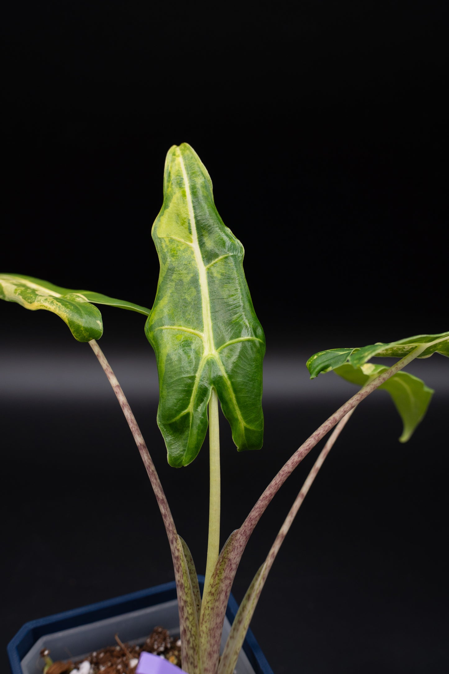 Alocasia Sarian Aurea Babypflanze aus Rhizom #1