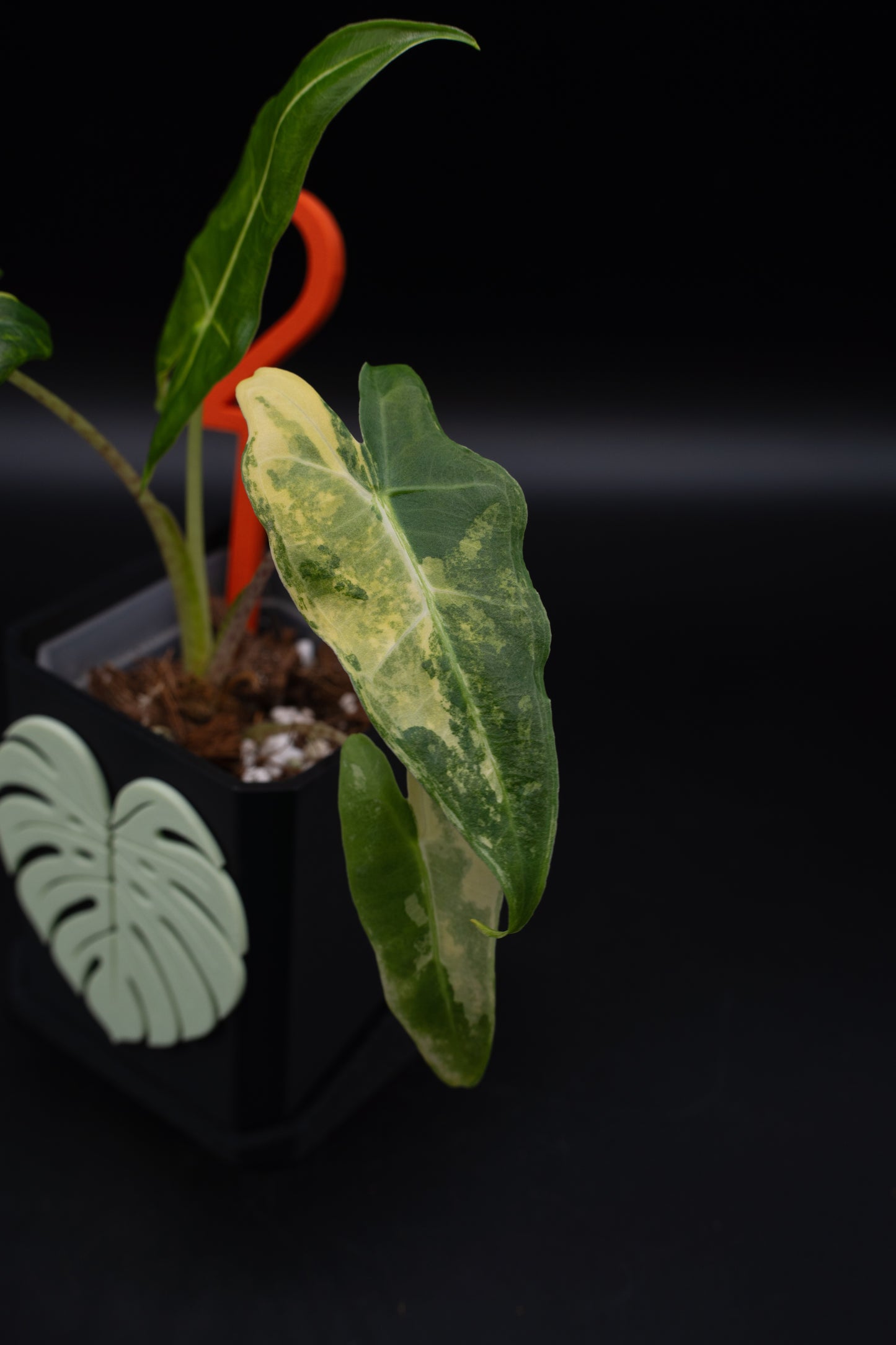 Alocasia Sarian Aurea Babypflanze aus Rhizom #2