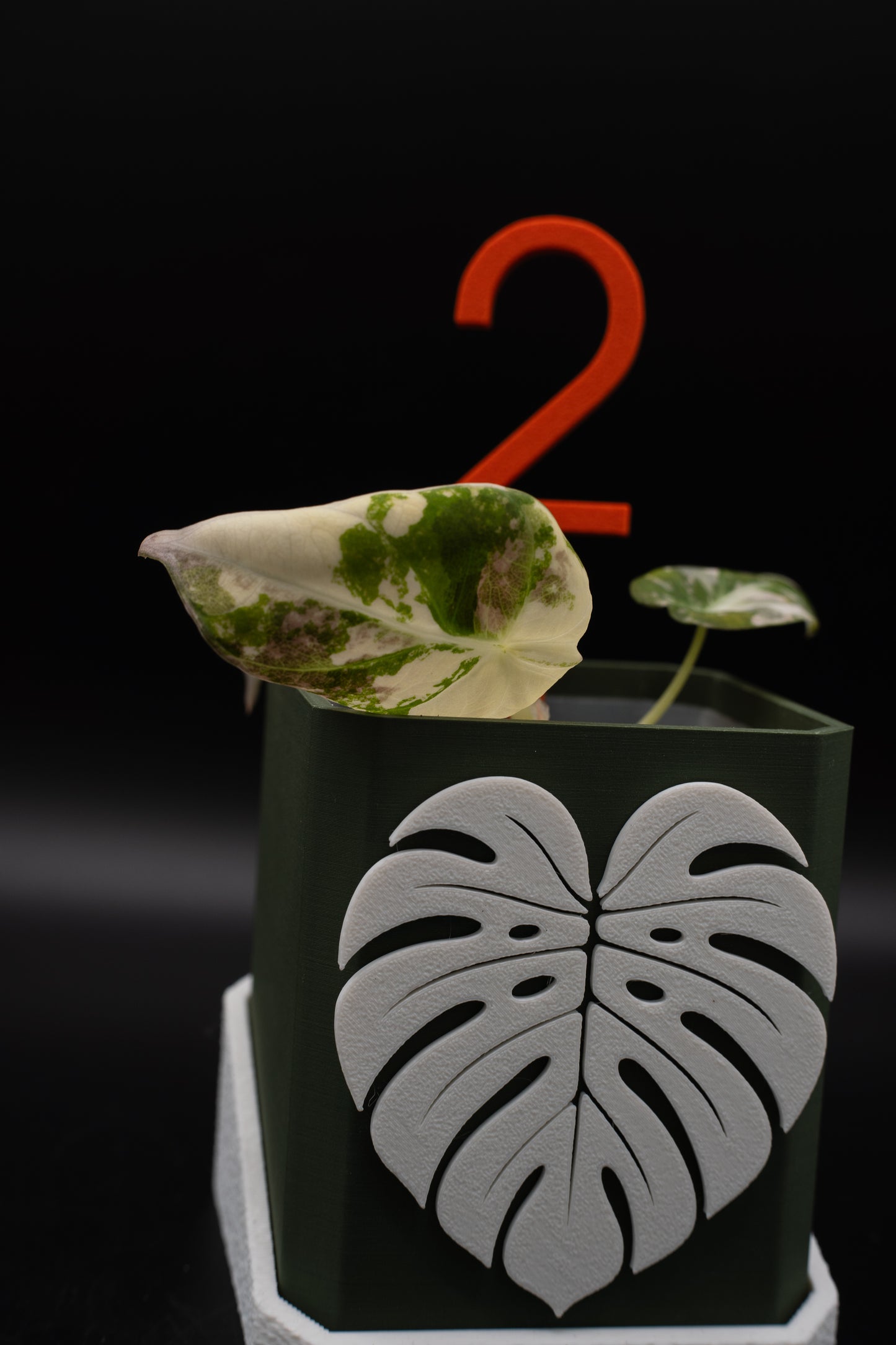 Alocasia Black Velvet Pink Variegata #2