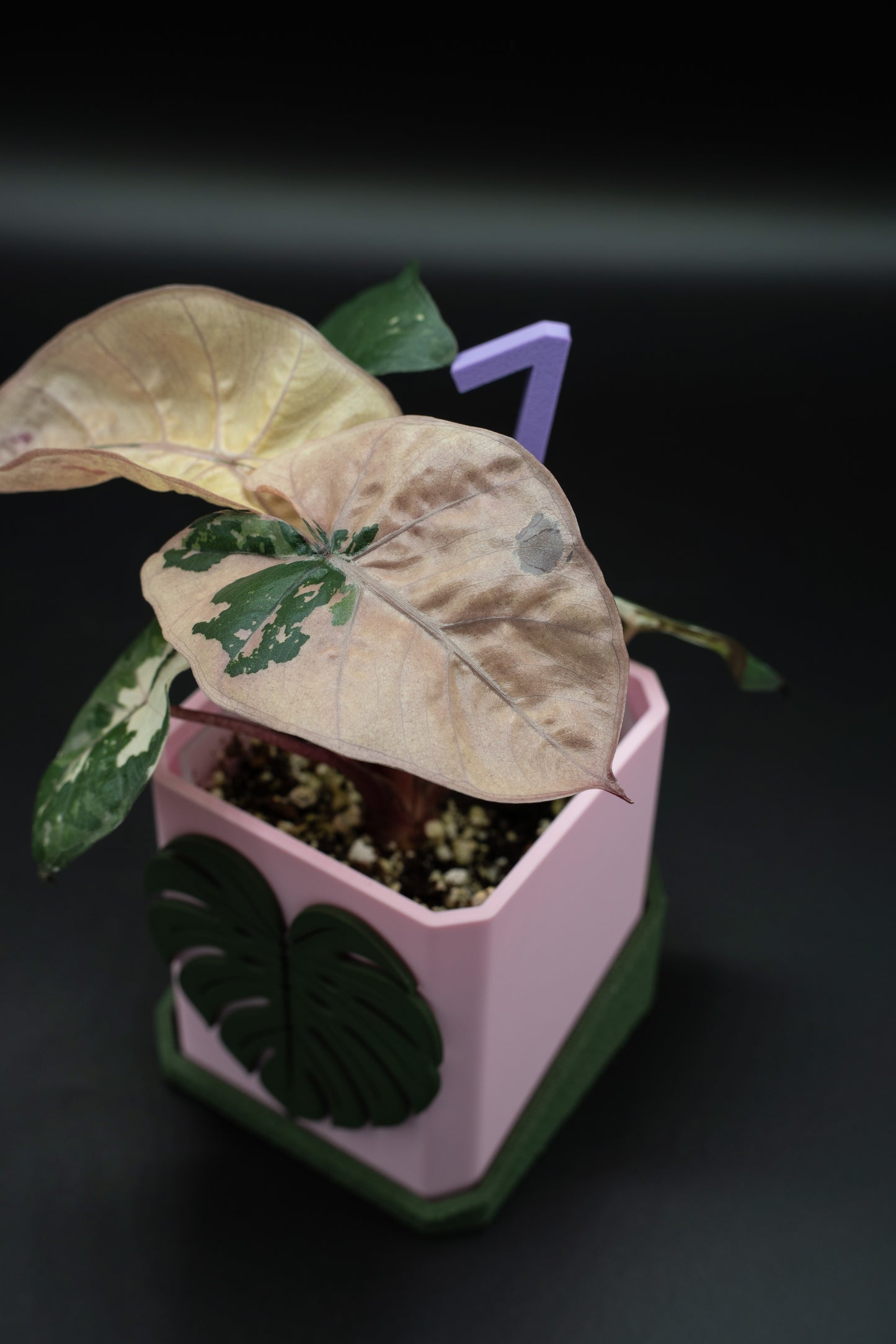 Alocasia Yucatan Princess Pink Variegata #1