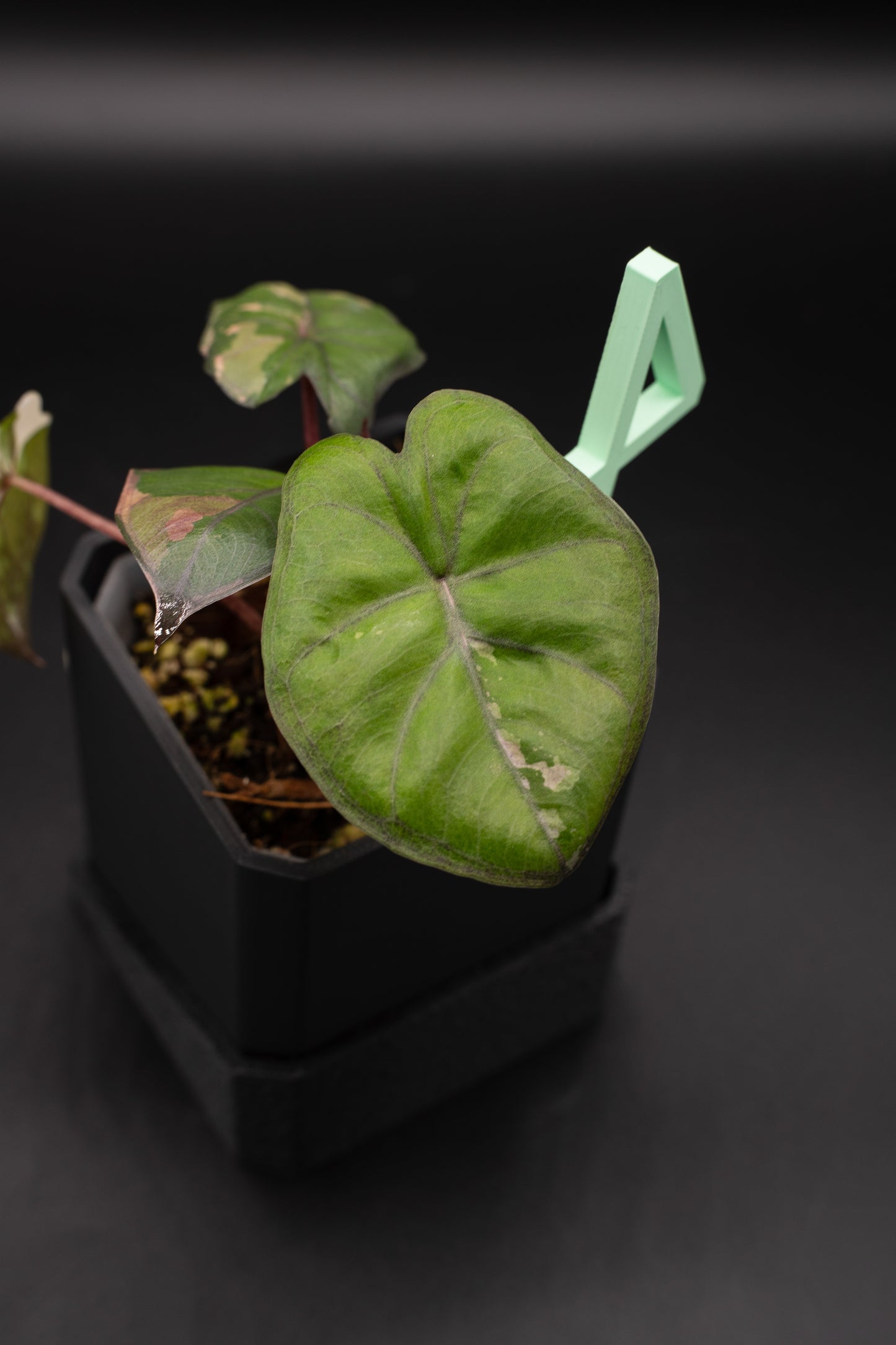 Alocasia Yucatan Princess Pink Variegata #4