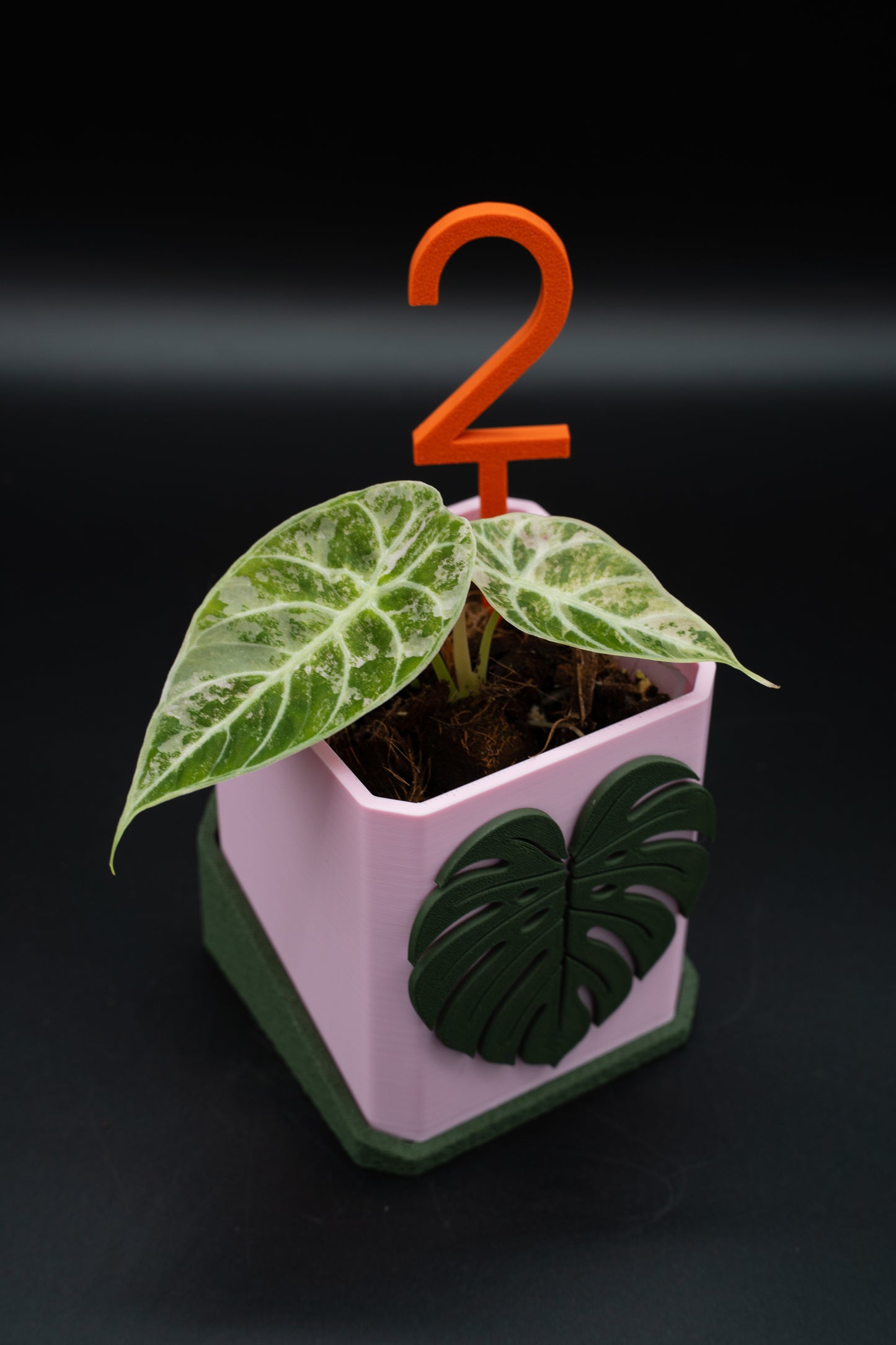 Alocasia Watsoniana Pink Variegata #2