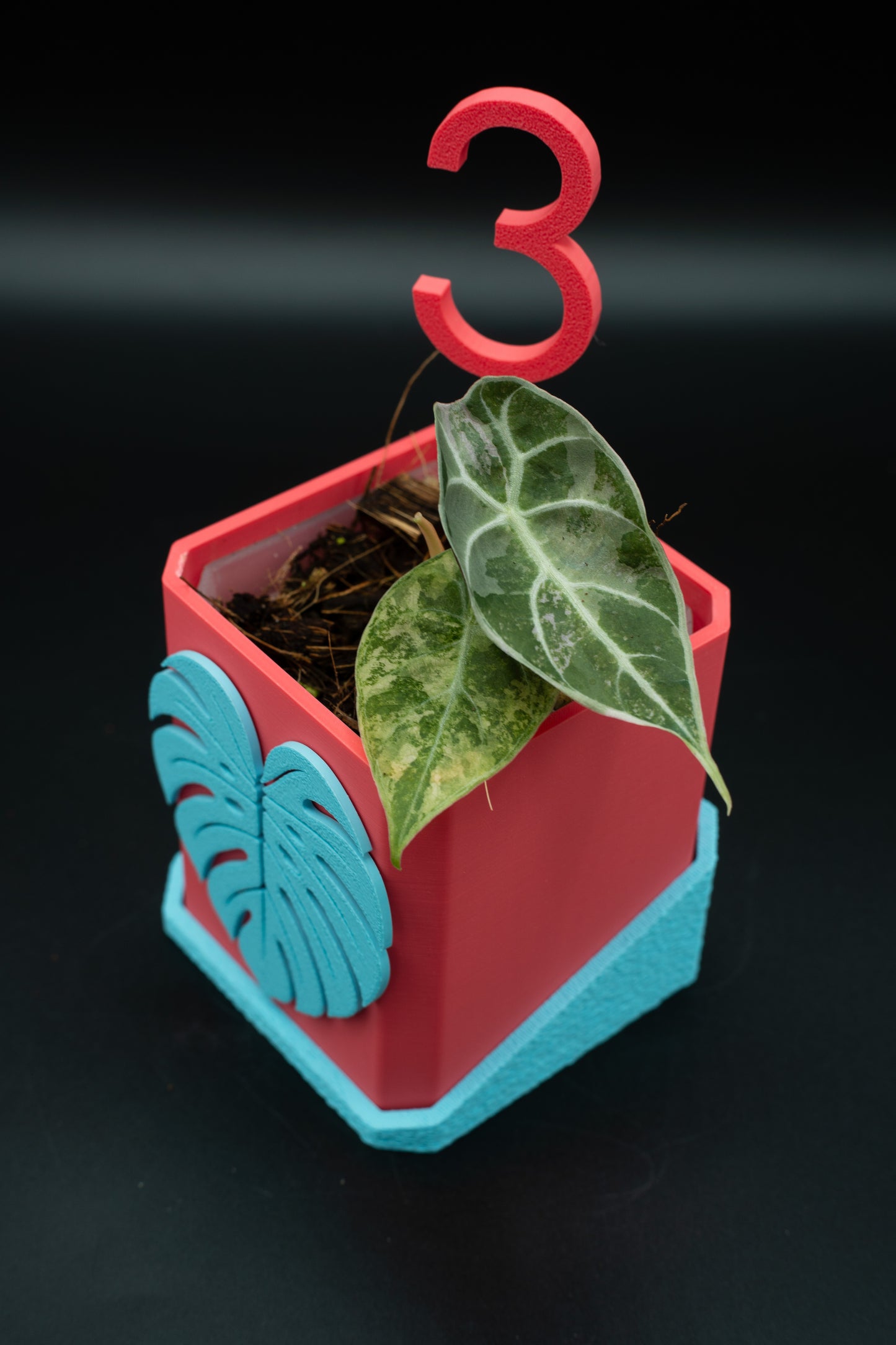 Alocasia Watsoniana Pink Variegata #3