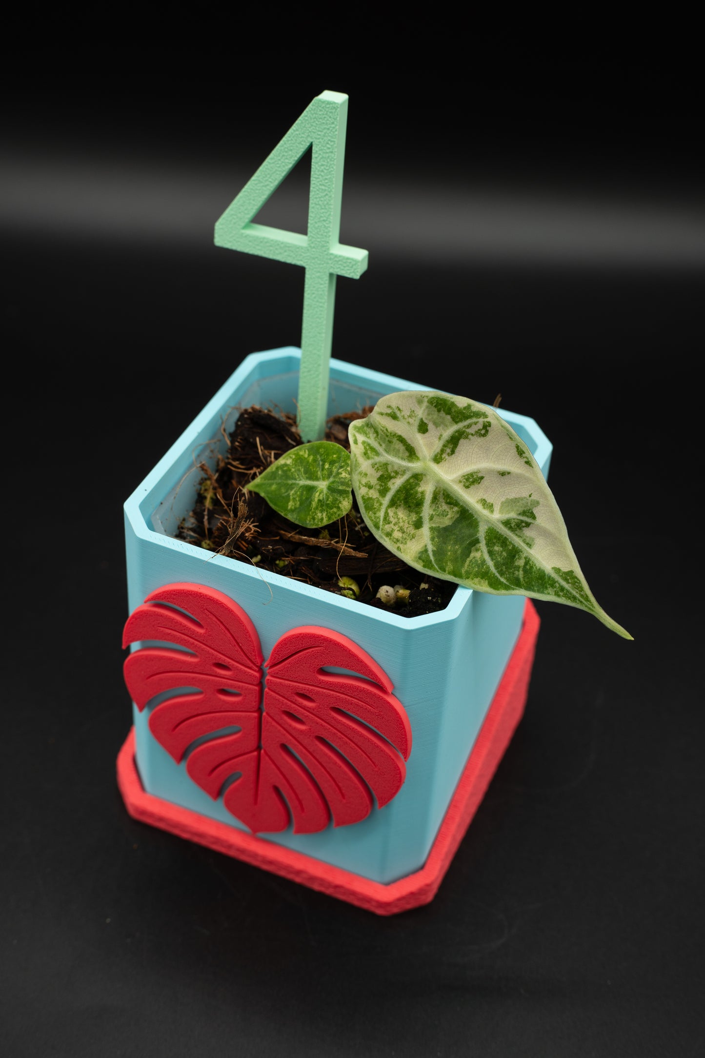 Alocasia Watsoniana Pink Variegata #4
