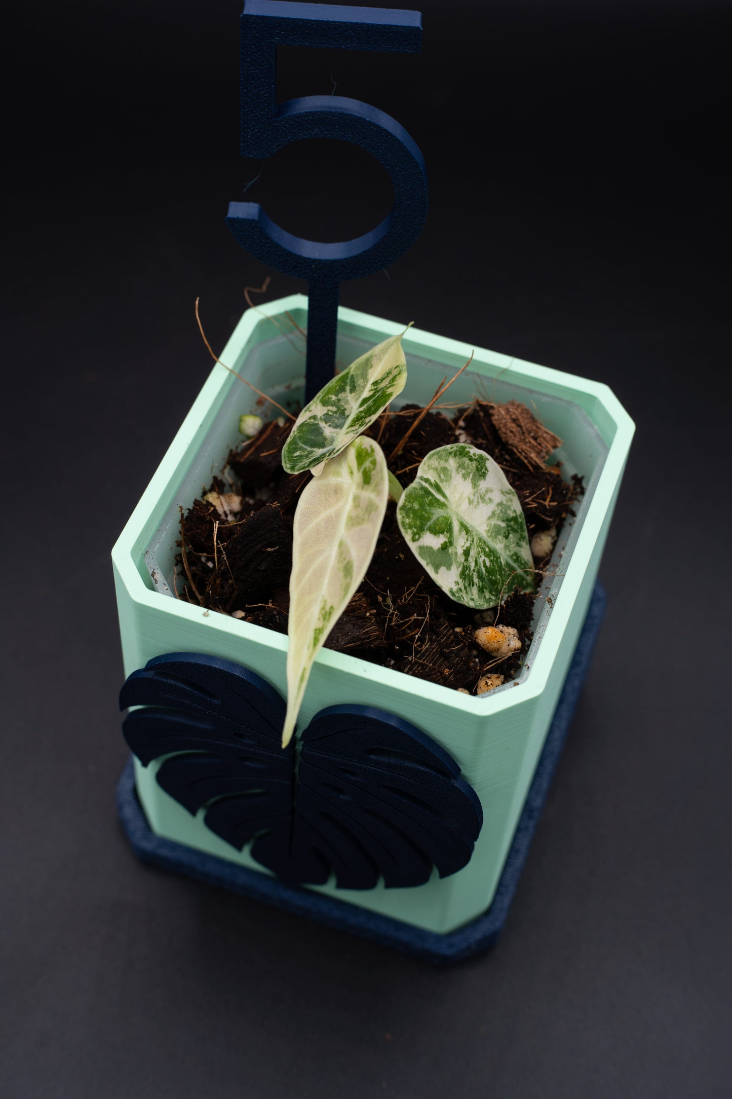 Alocasia Watsoniana Pink Variegata #5