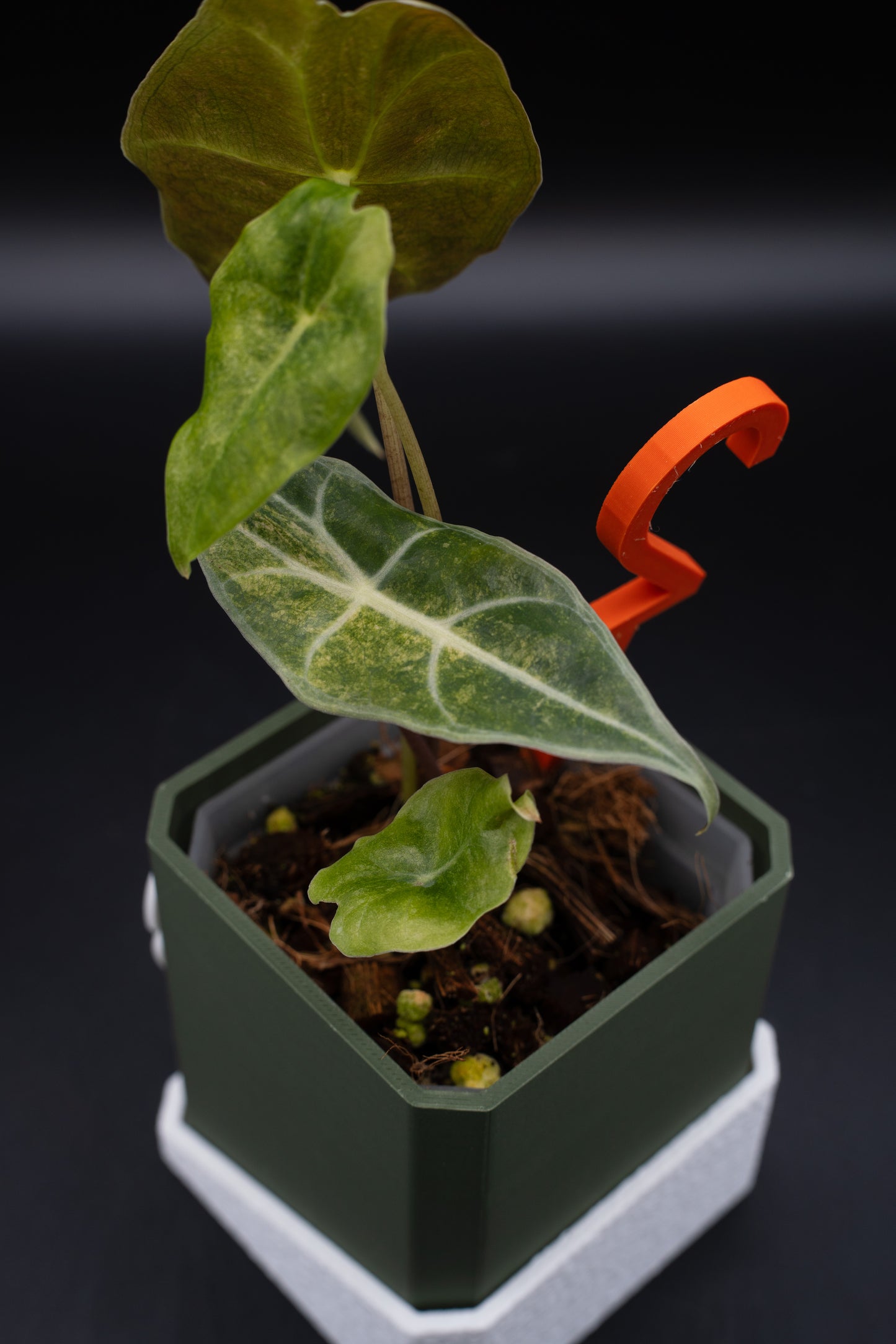 Alocasia Black Satun Stardust Variegata #2