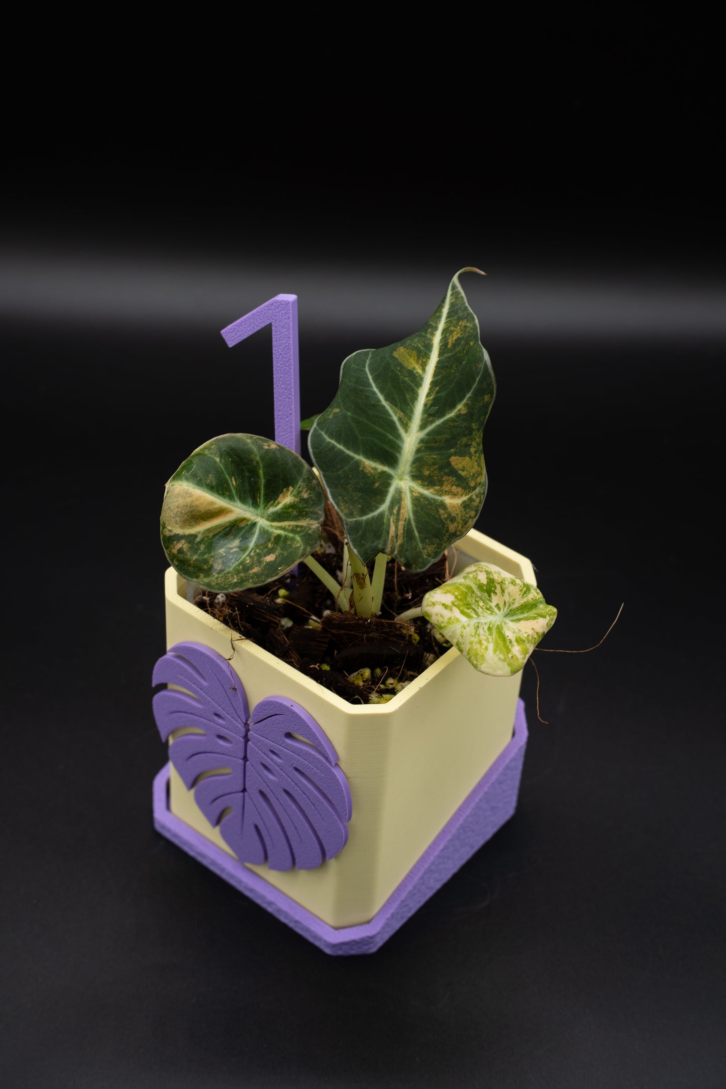 Alocasia Black Velvet Aurea Gold Variegata #1