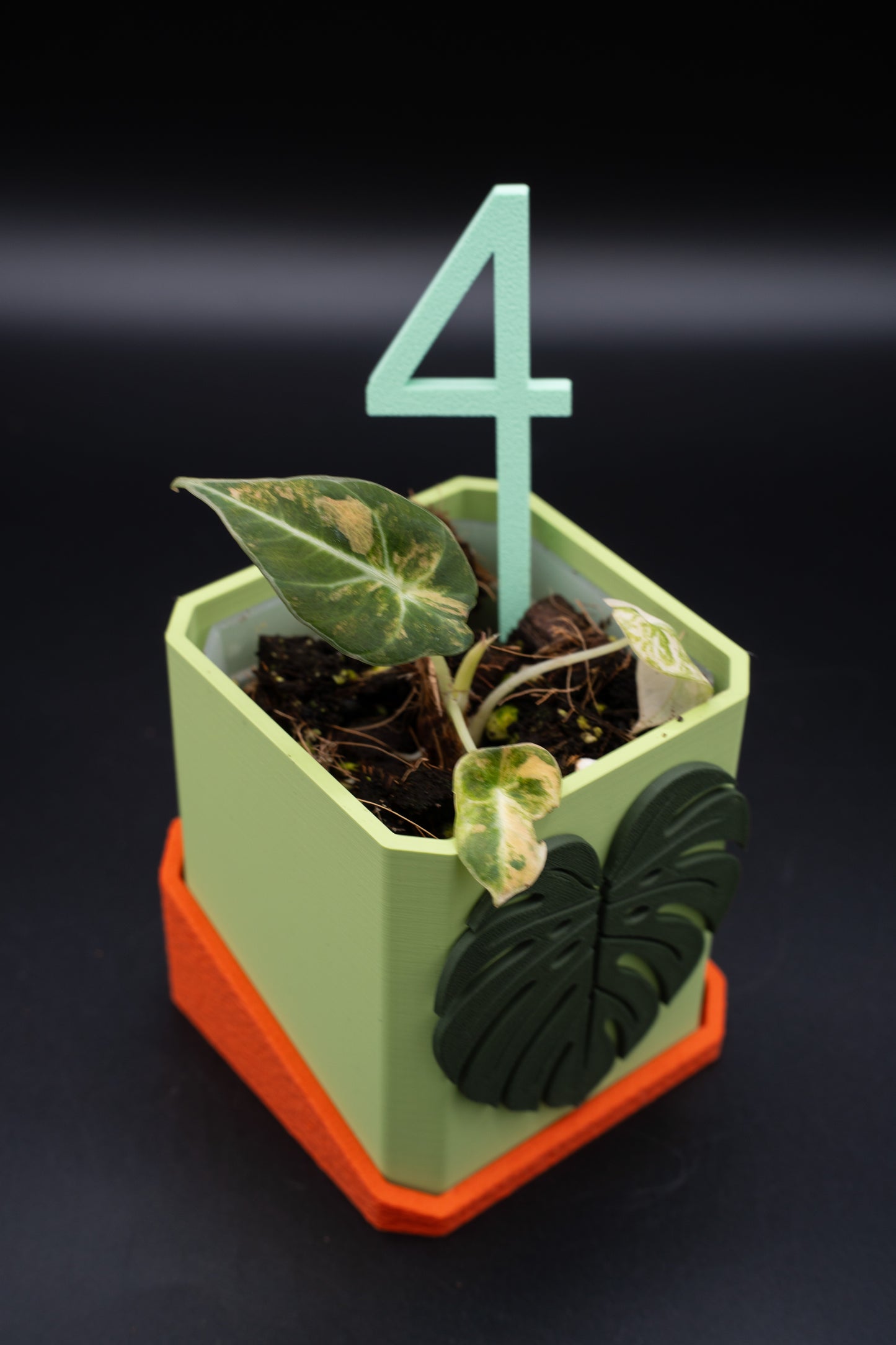 Alocasia Black Velvet Aurea Gold Variegata #4