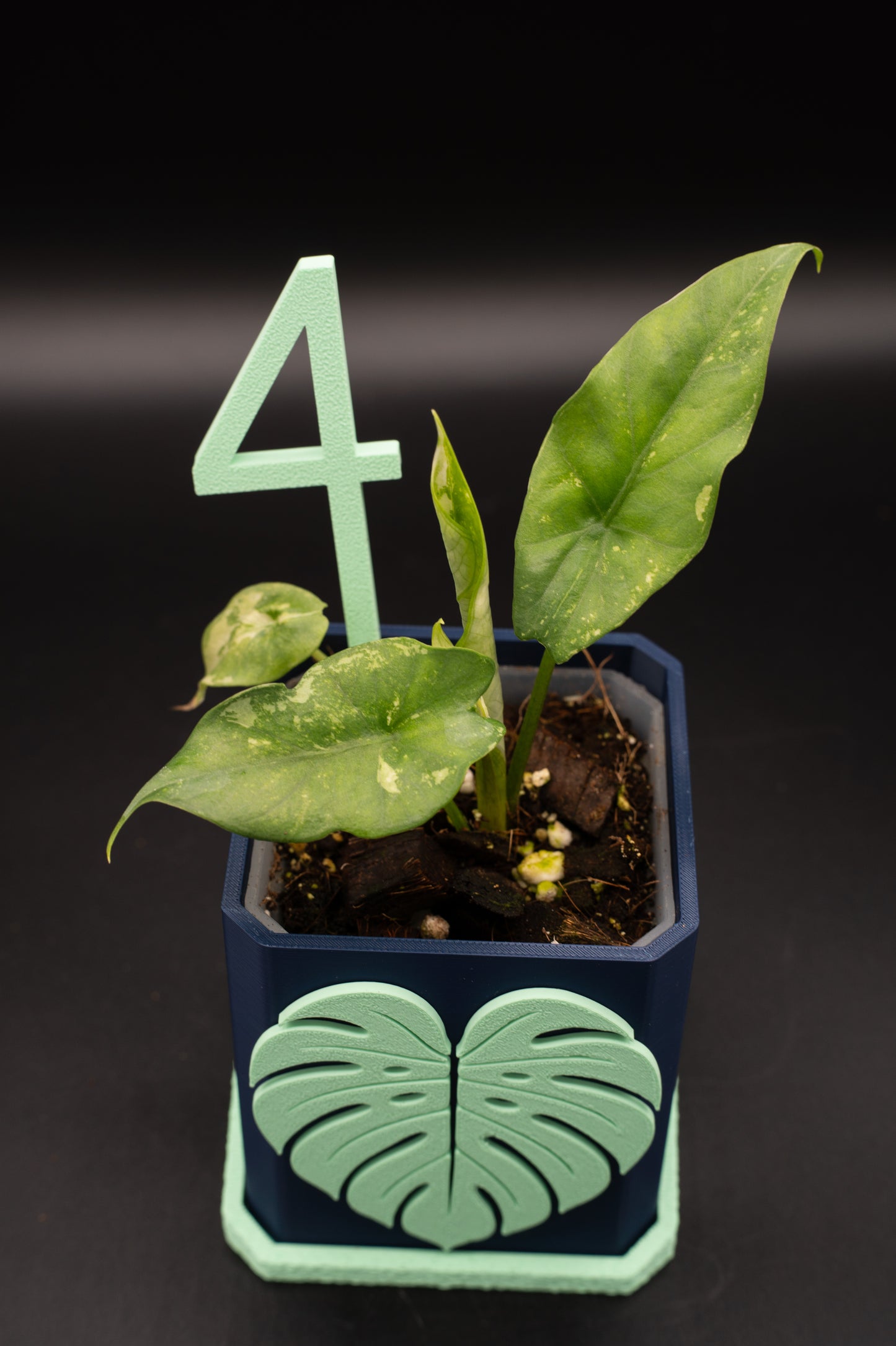 Alocasia Simpo Albo Variegata #4