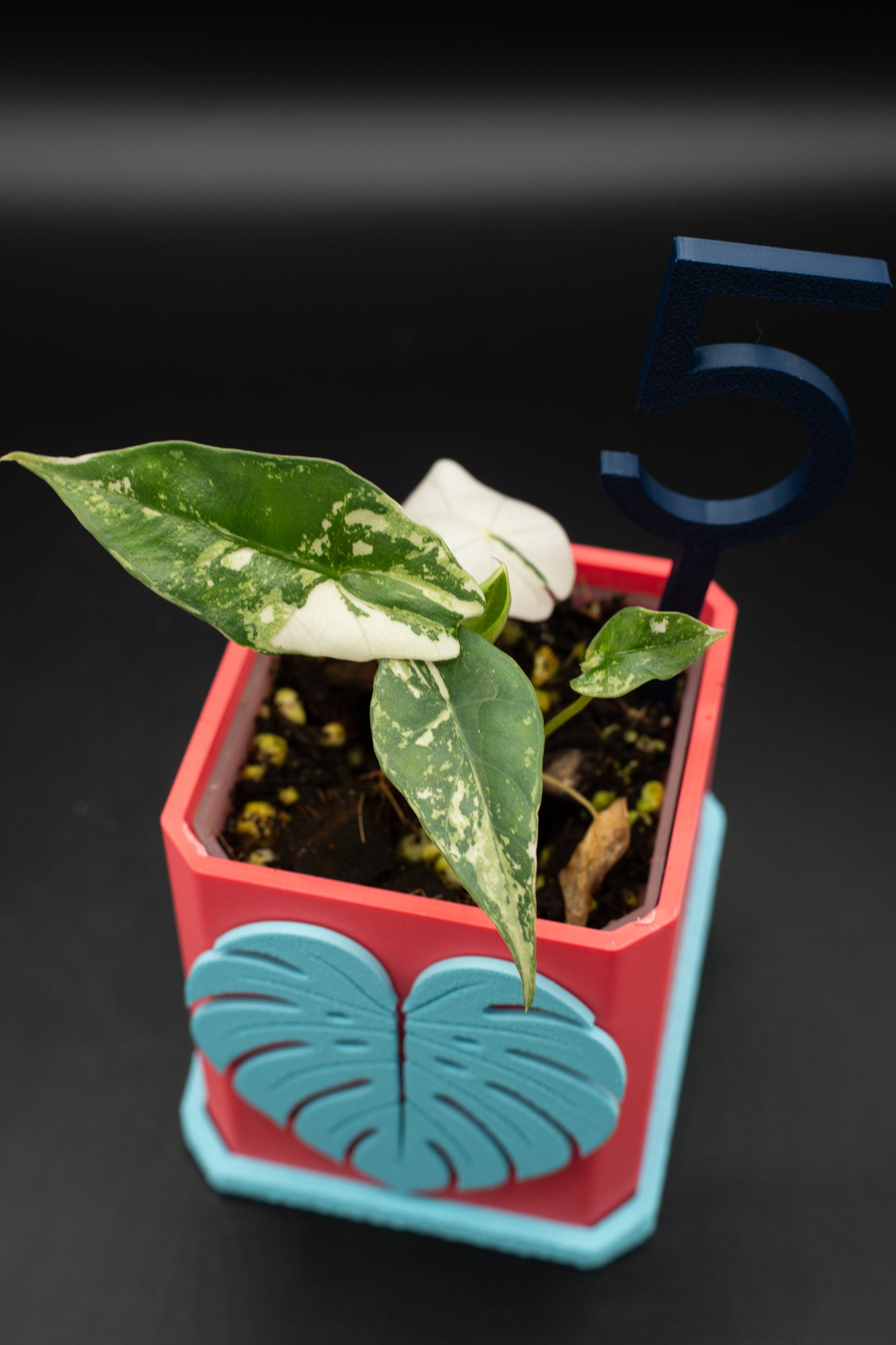 Alocasia Simpo Albo Variegata #5