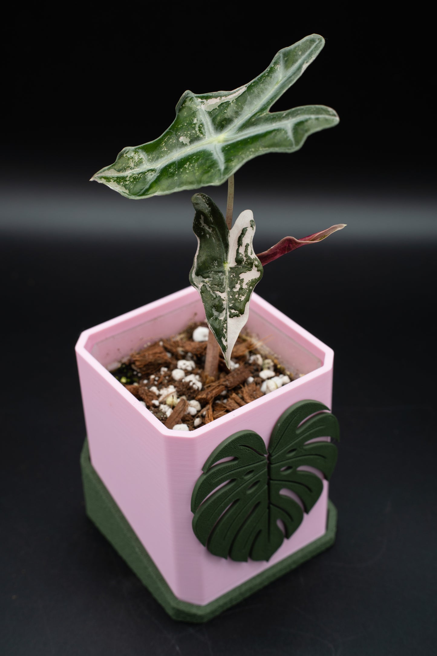 Alocasia Nobilis Pink Variegata aus Rhizom
