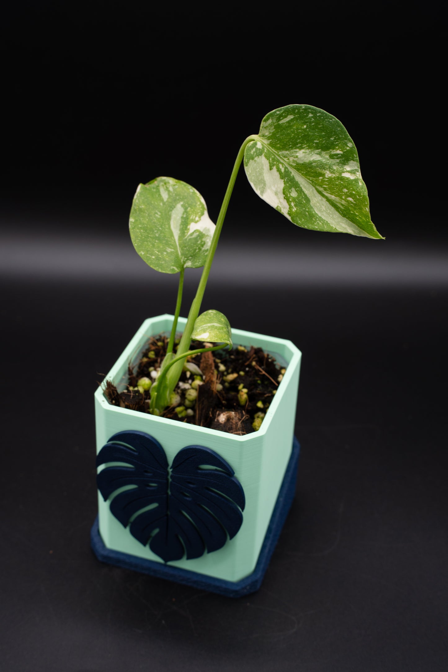 Monstera Thai Constellation