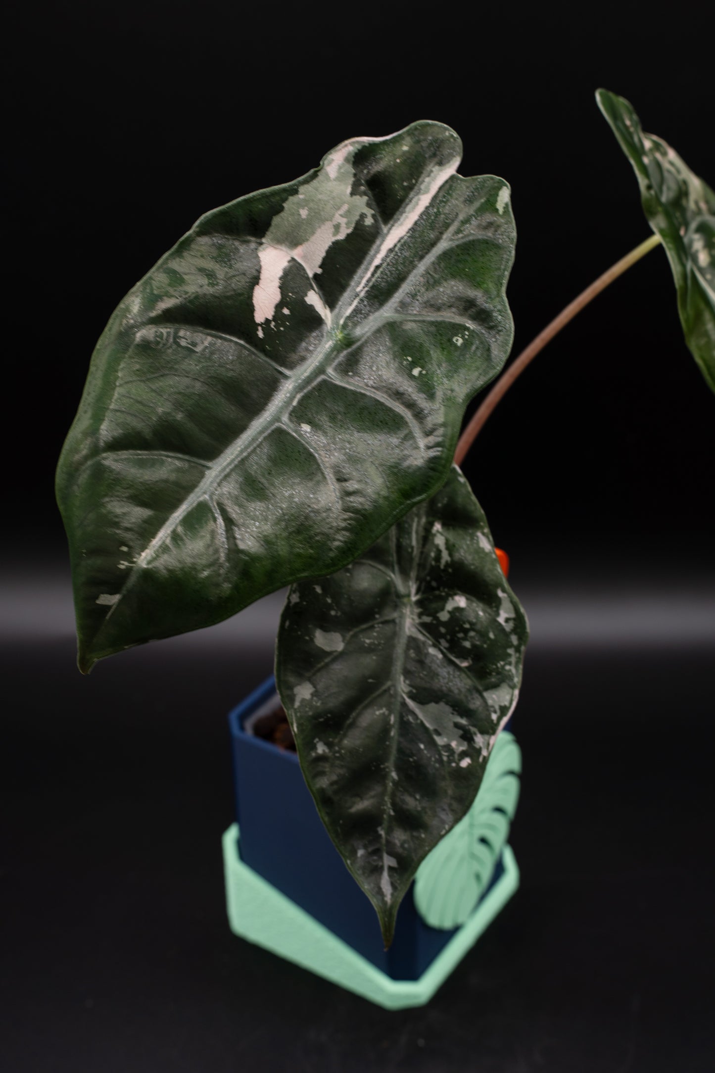 Alocasia Chantrieri Pink Variegata #2