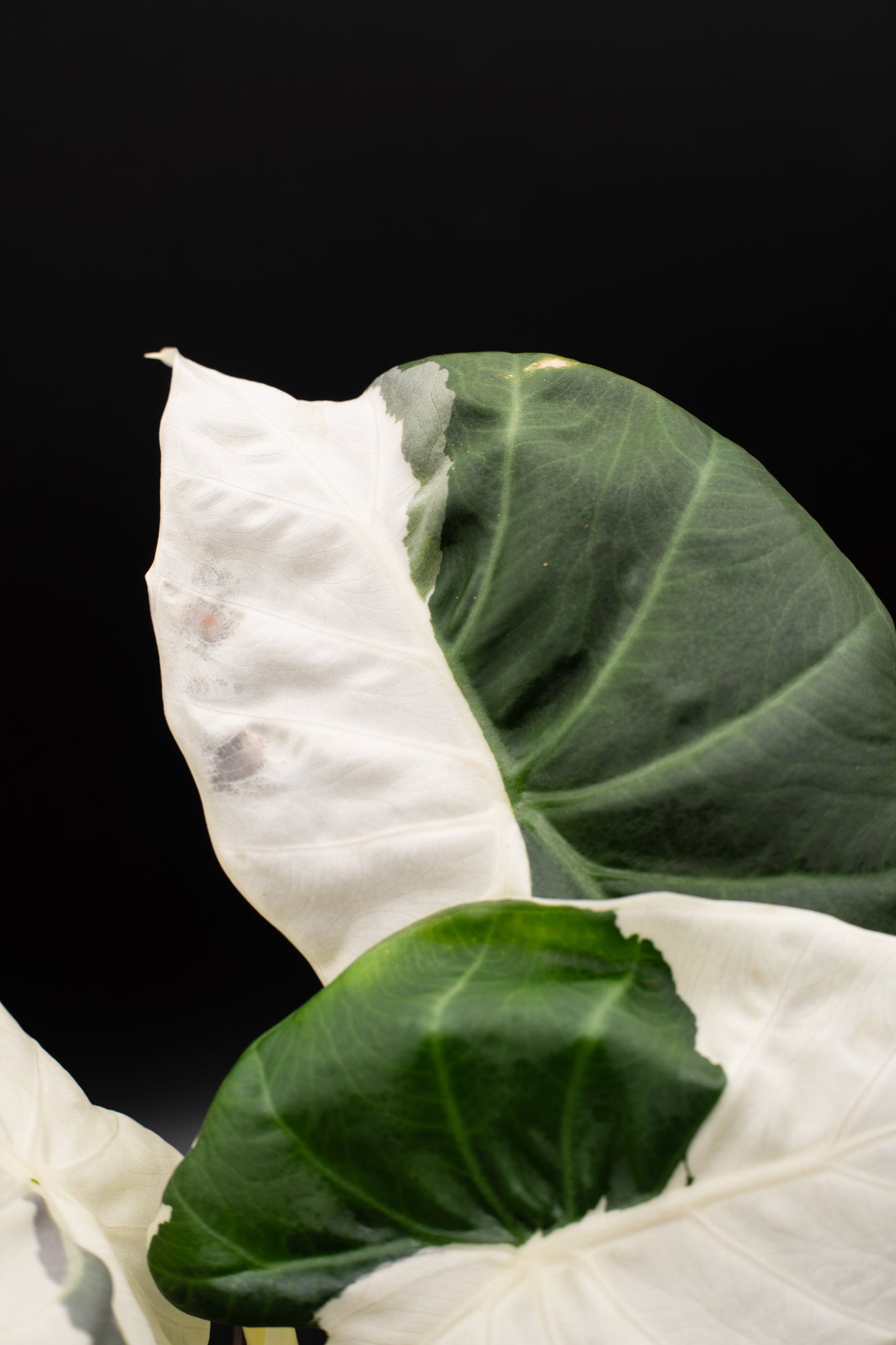 Alocasia Regal Shield Albo