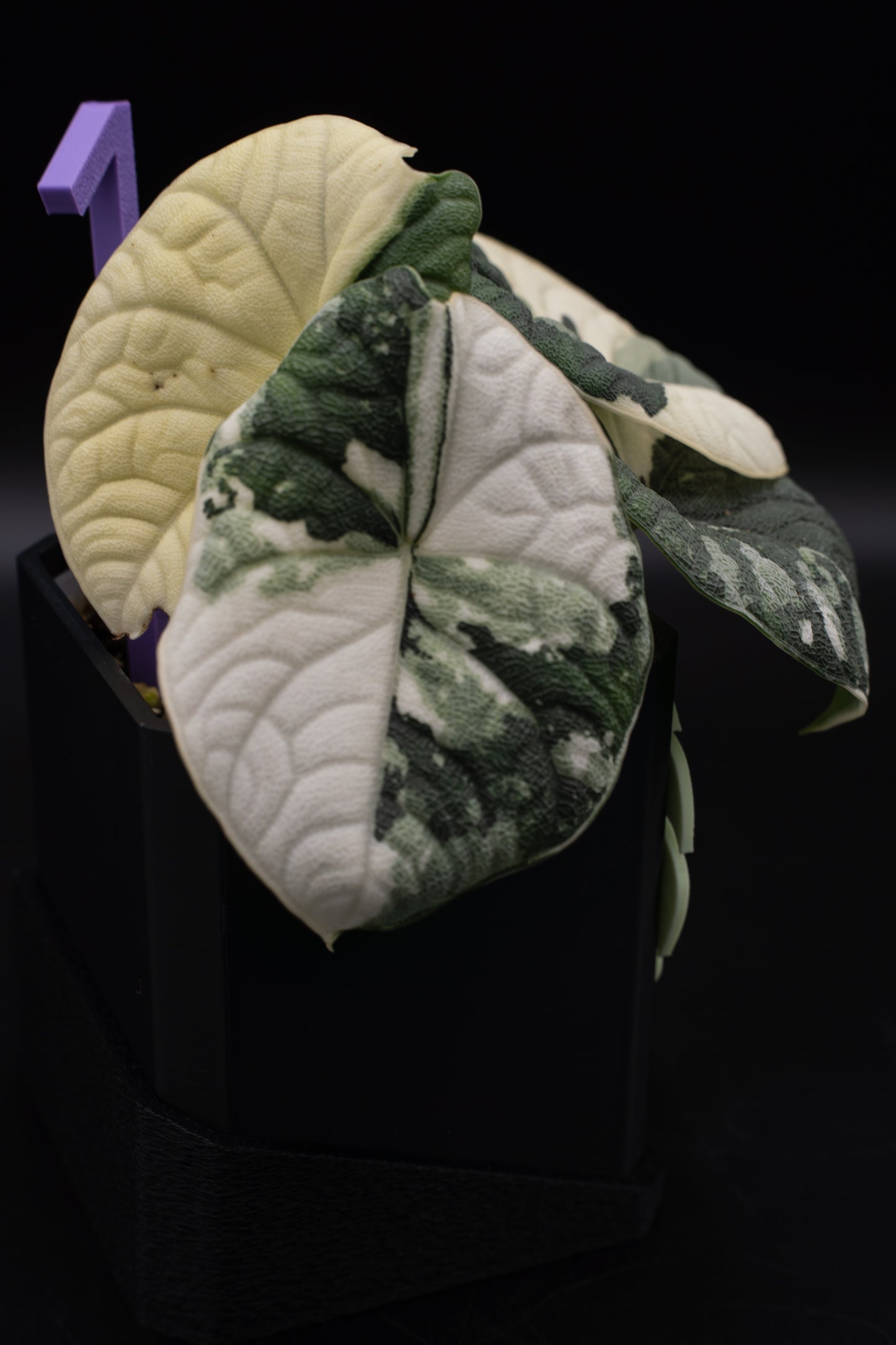 Alocasia Melo Albo Variegata #1