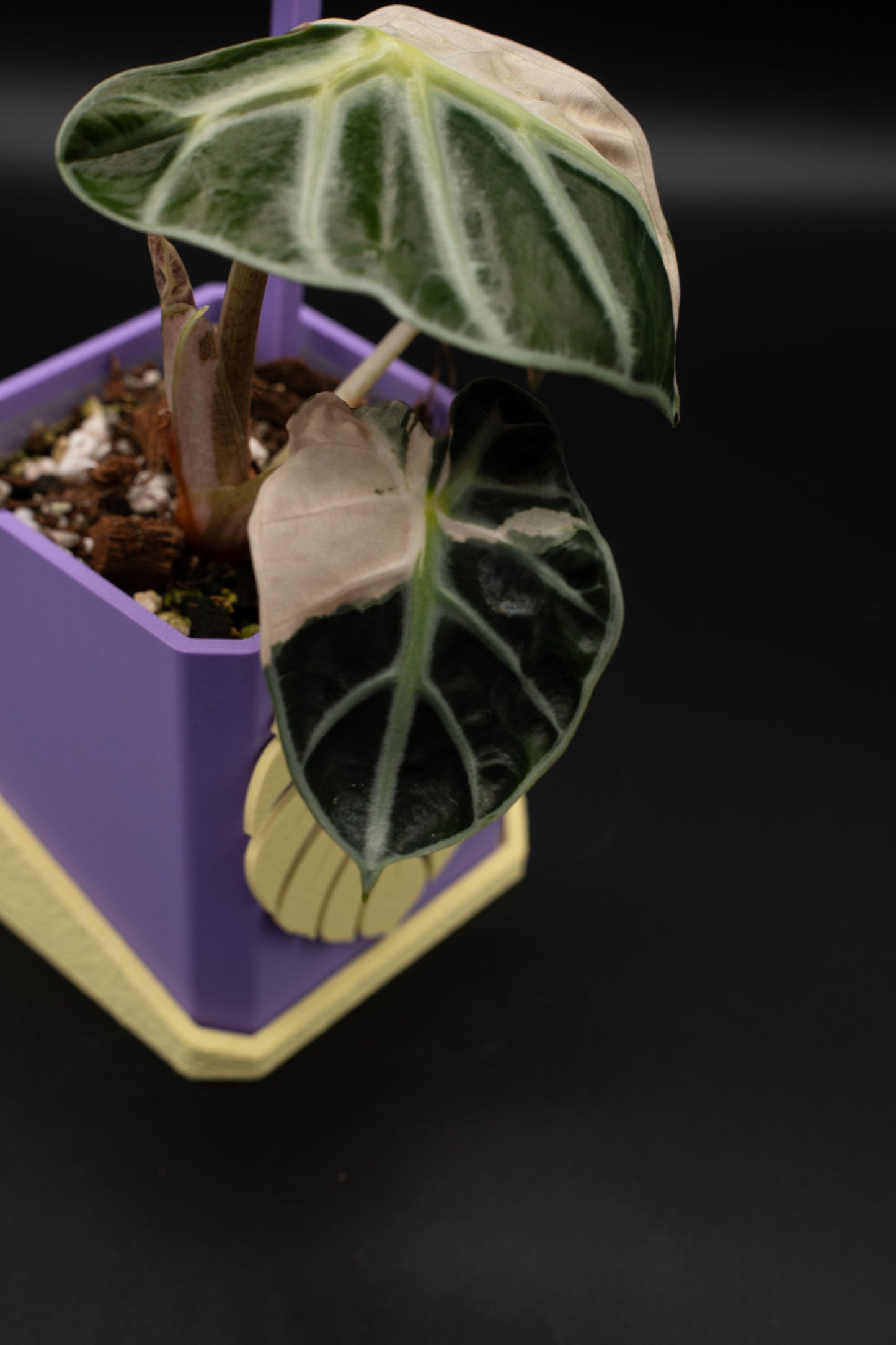 Alocasia Balloon Heart Pink #1
