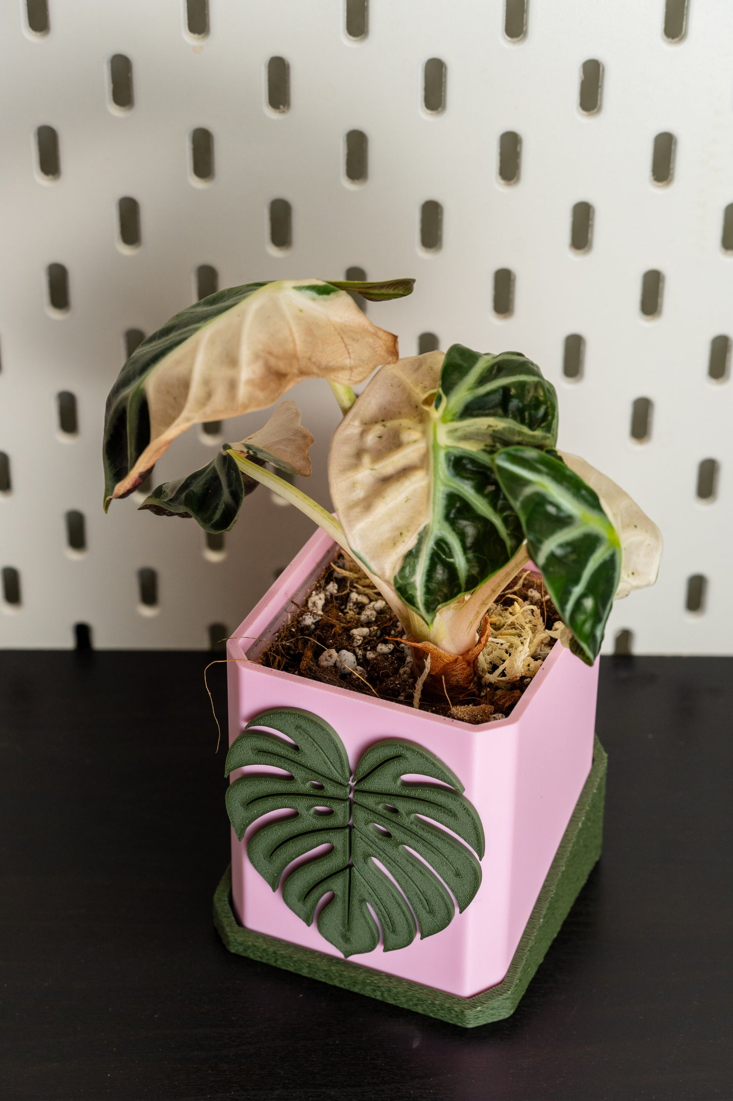 Alocasia Balloon Heart Pink