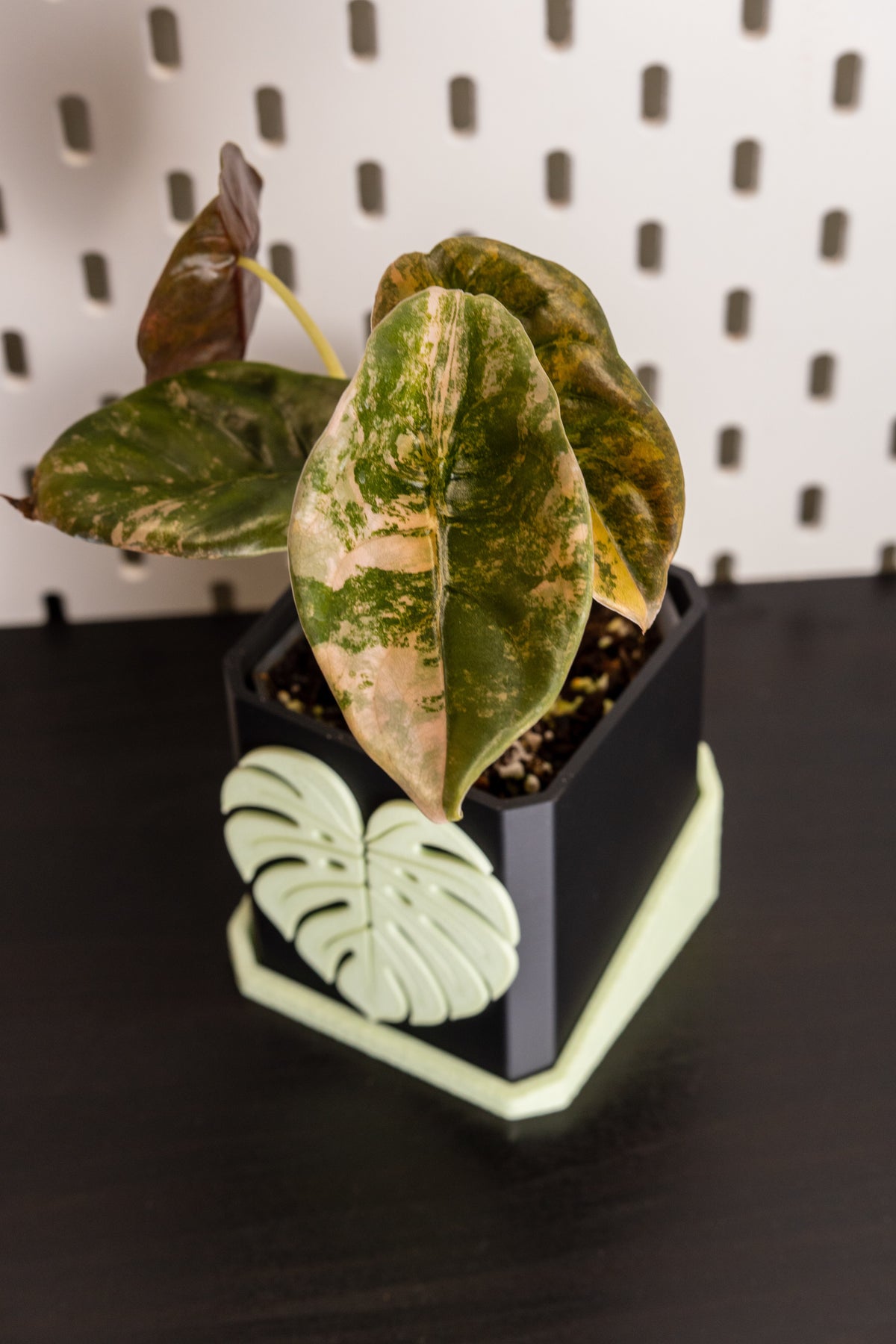 Alocasia Cuprea Latte Variegata