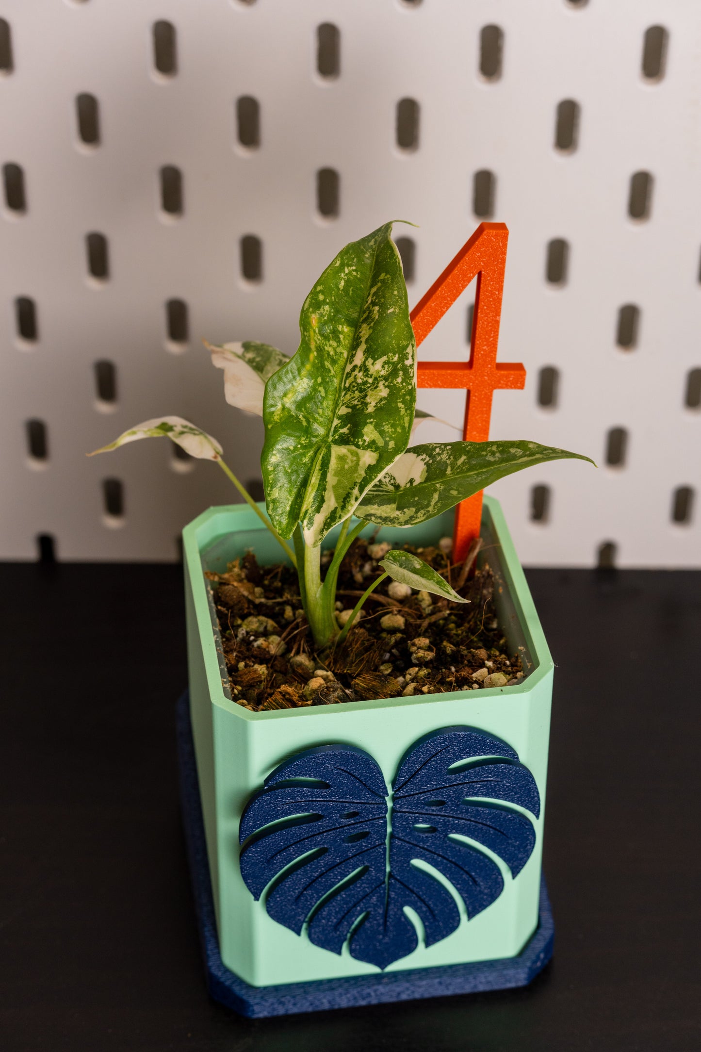 Alocasia Simpo Albo Variegata #1