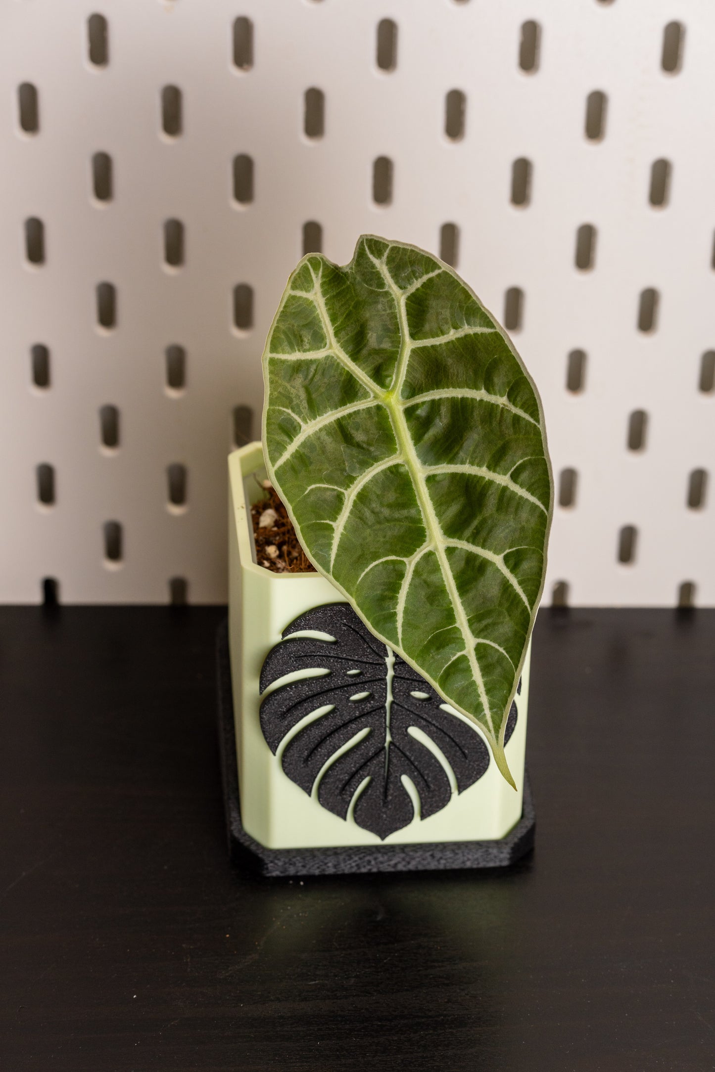 Alocasia Watsoniana Doff