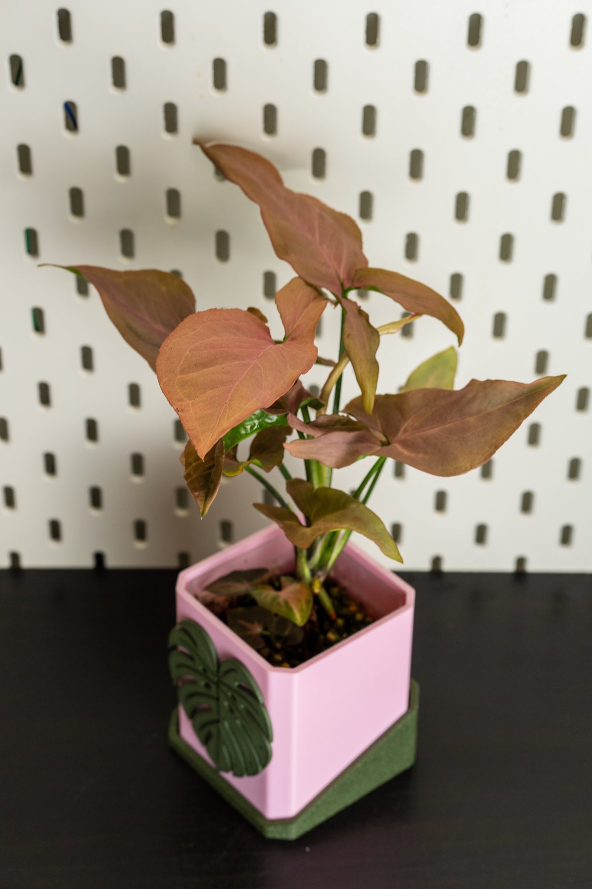 Syngonium Red Spot Tricolor
