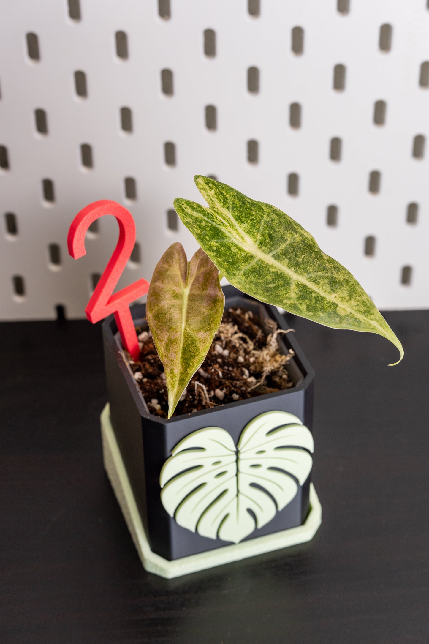 Alocasia Black Satun Pink Stardust Variegata