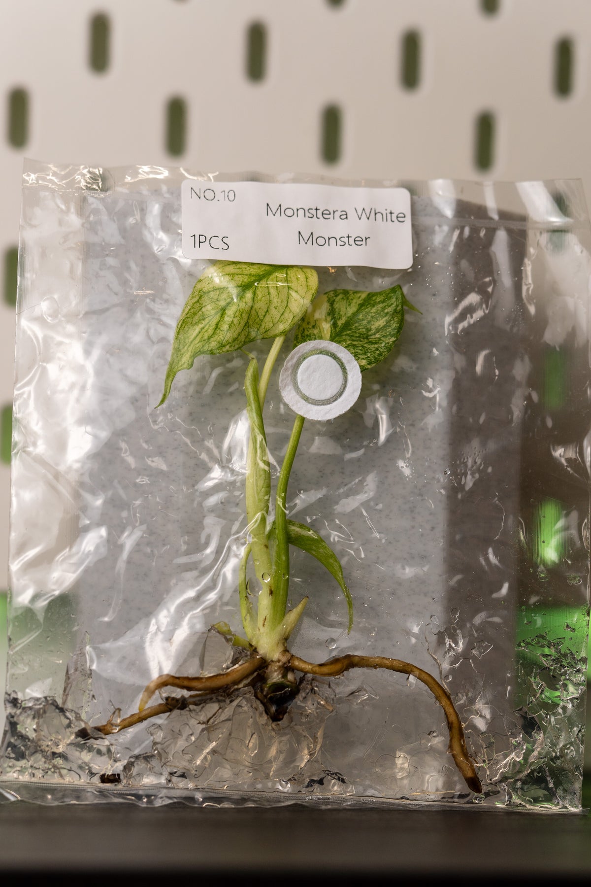 Monstera White Monster Variegata Tissue Culture