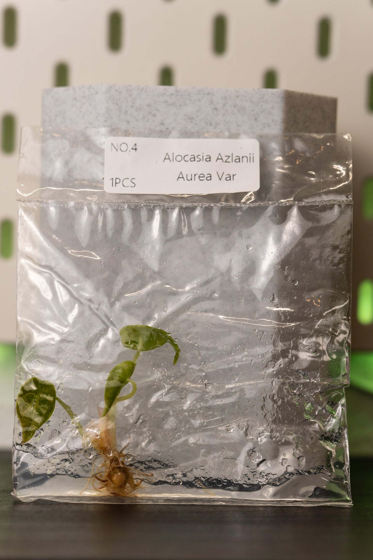 Alocasia Azlanii Variegata Tissue Culture