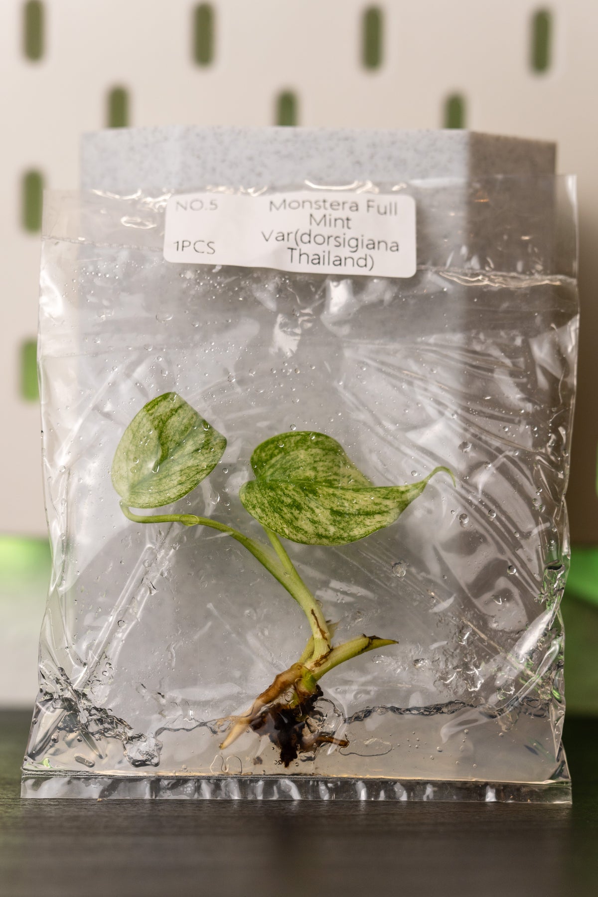 Monstera Full Mint Thailand Variegata Tissue Culture