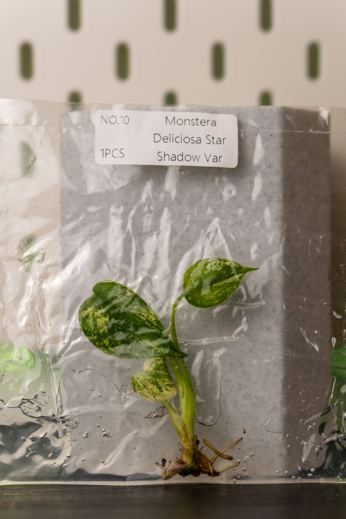 Monstera Star Shadow Variegata Tissue Culture