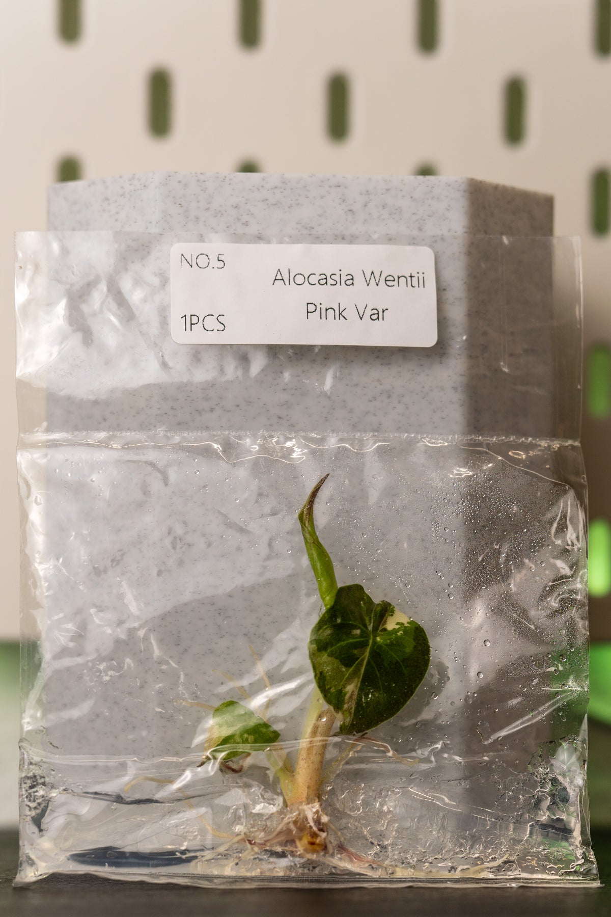 Alocasia Wentii Pink Variegata Tissue Culture